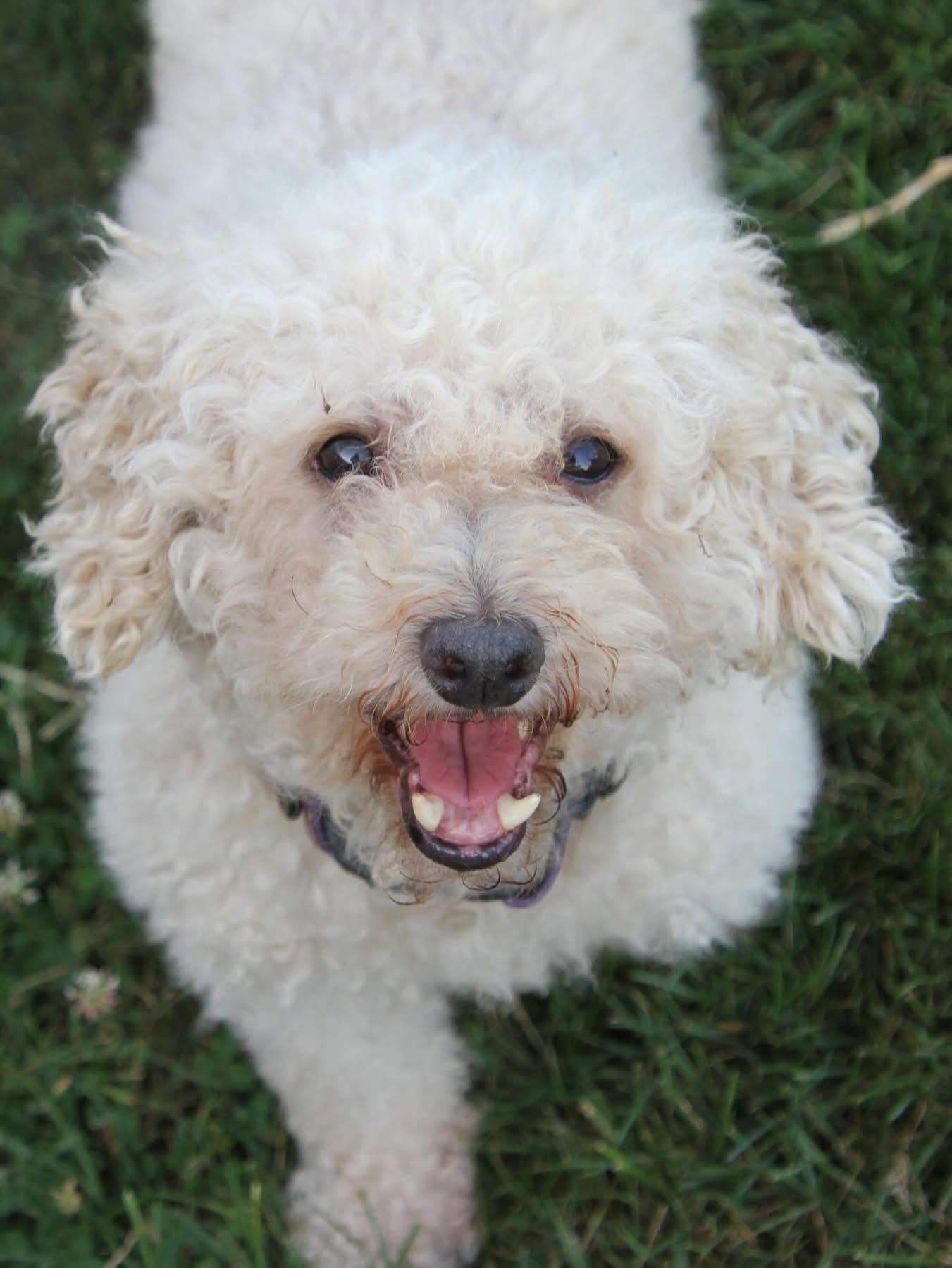 Hunter, a Adoptable Poodle in Powell, OH image 1/5