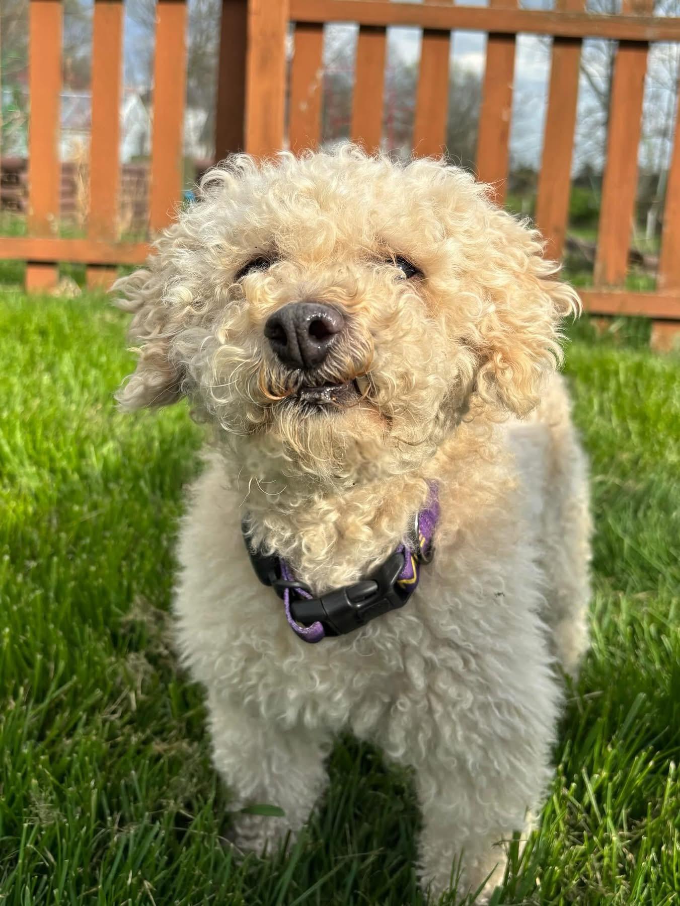 Hunter, a Adoptable Poodle in Powell, OH image 3/5