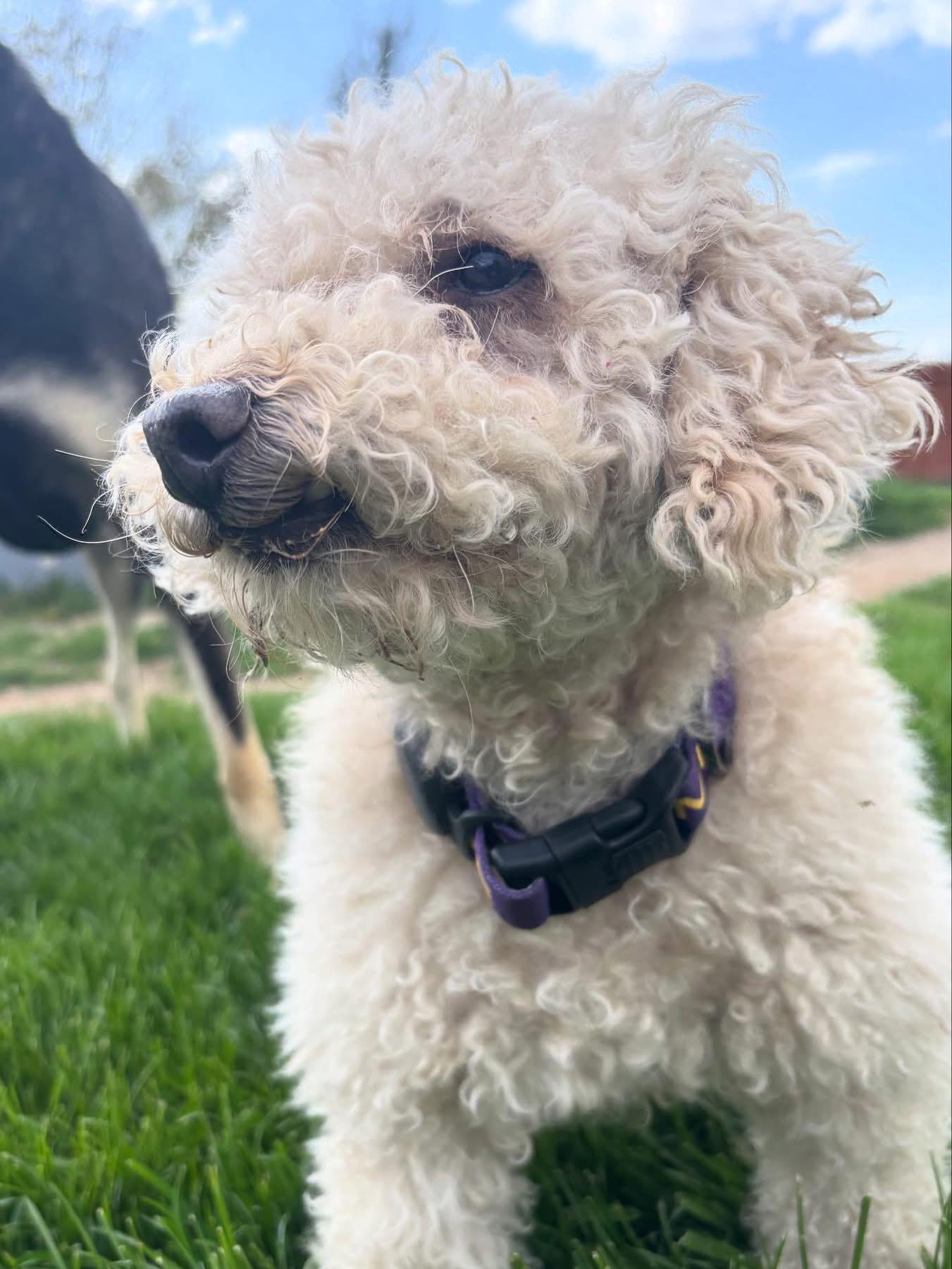 Hunter, a Adoptable Poodle in Powell, OH image 4/5