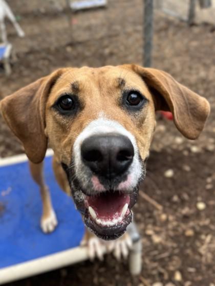 Fergie, Adoptable, Adult Female Hound & Mixed Breed.