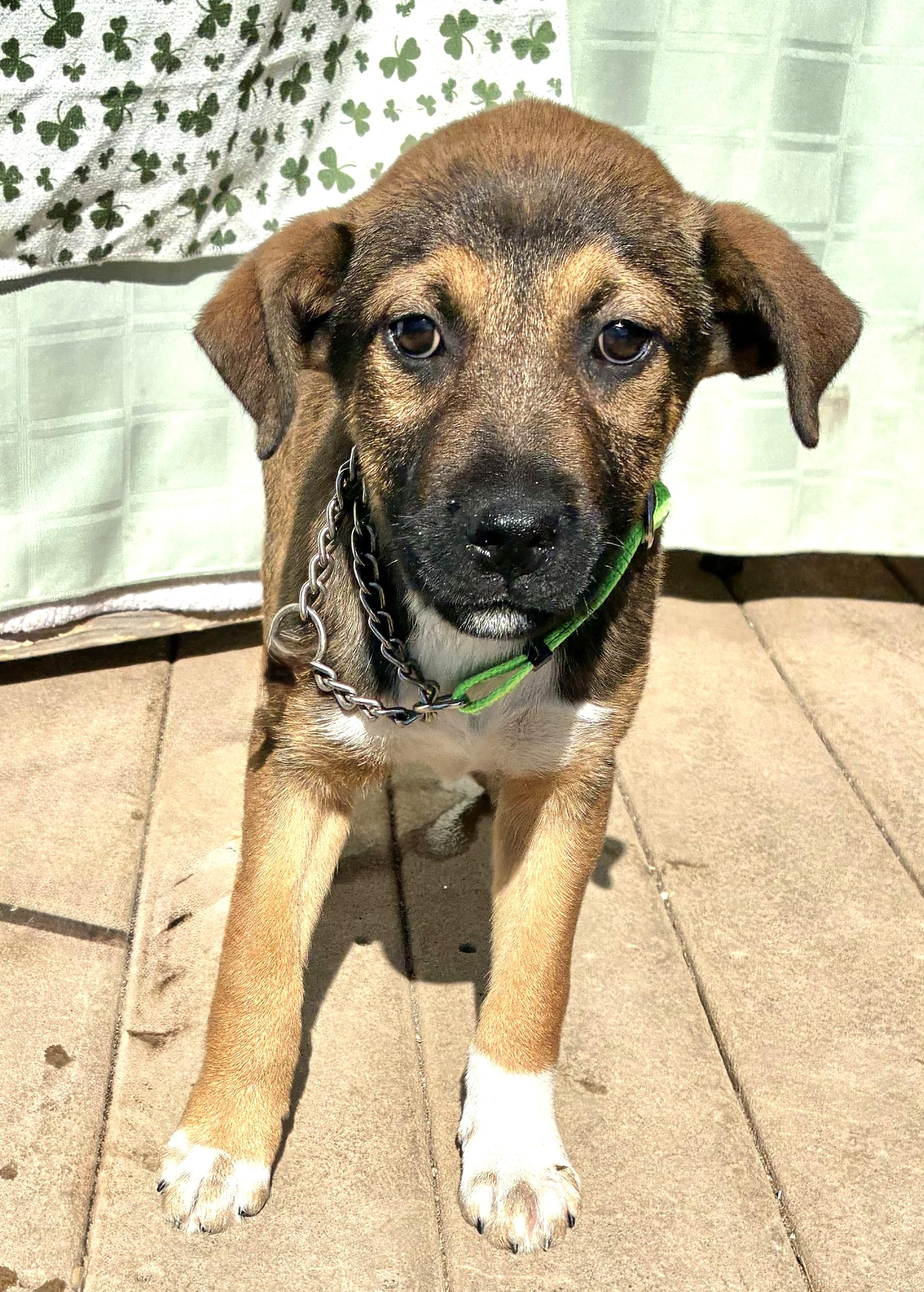 Poll, Adoptable, Puppy Female Labrador Retriever.