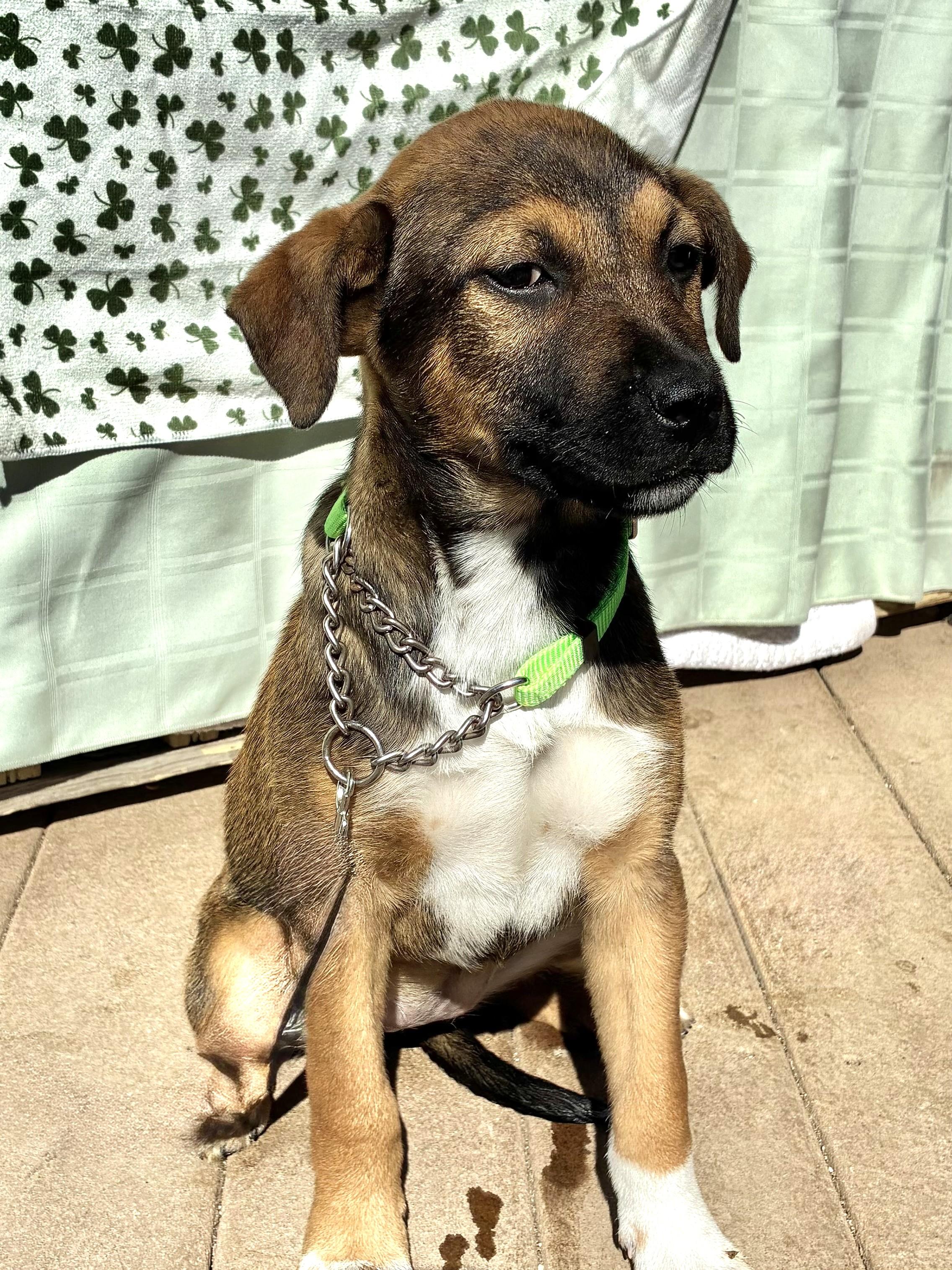 Enlarge Poll, a Adoptable mixed breed in West Chicago, IL image 2/3