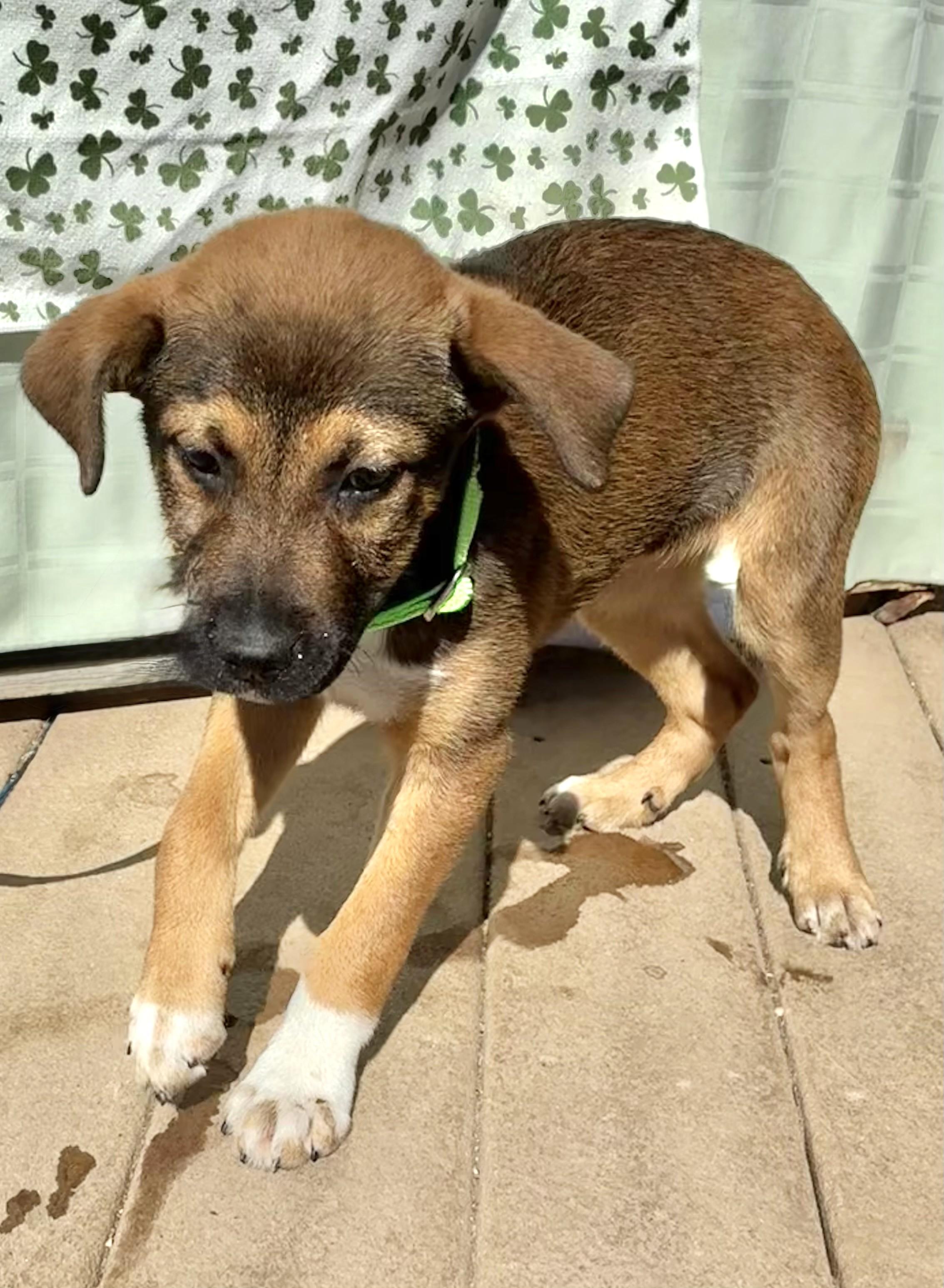 Enlarge Poll, a Adoptable mixed breed in West Chicago, IL image 3/3