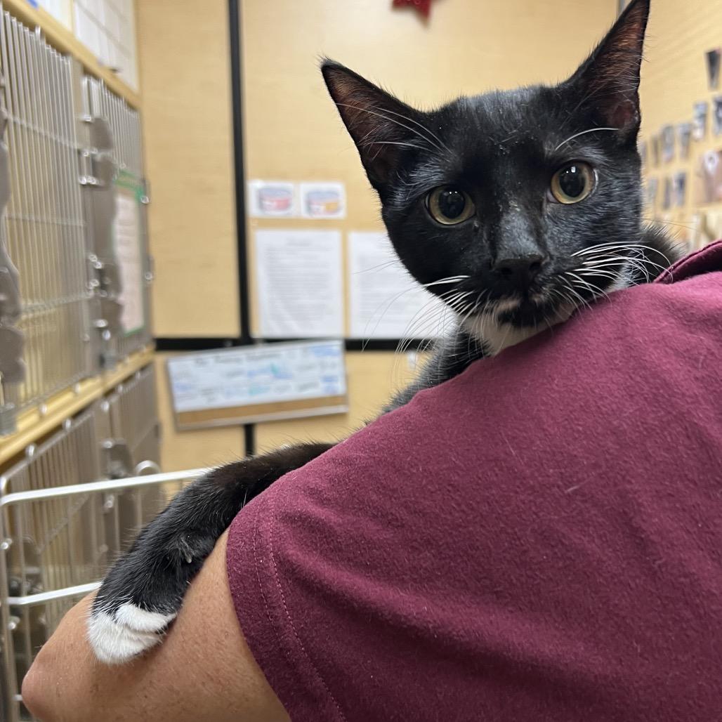 Enlarge Buster, a Adoptable American Shorthair in Oceanside, NY image 1/1
