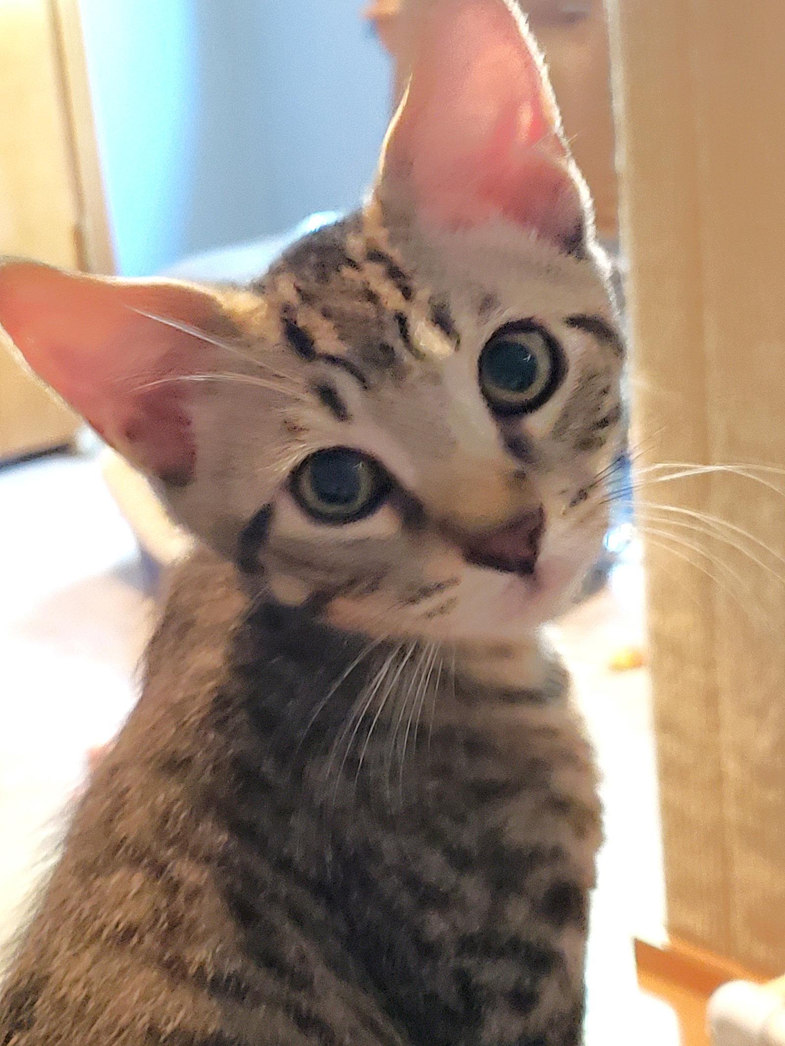 Austin and Tori, Adoptable, Kitten Female Domestic Short Hair.