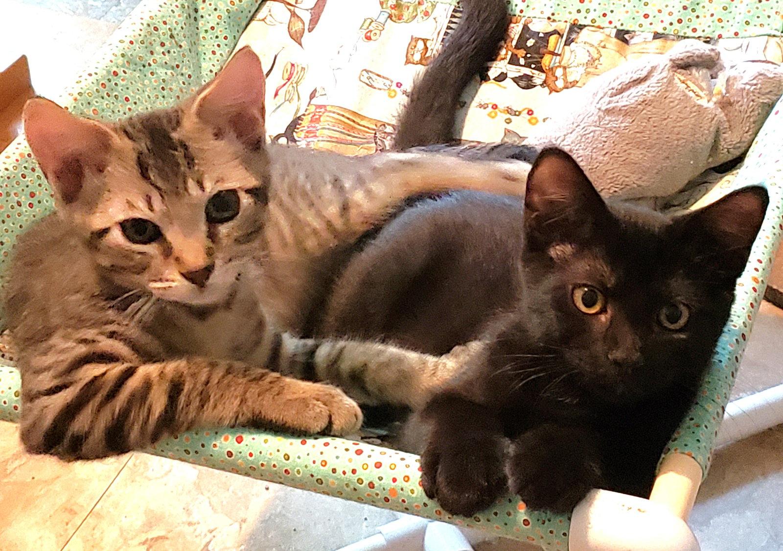 Enlarge Austin and Tori, a Adoptable Domestic Short Hair in Shawnee, KS image 2/3