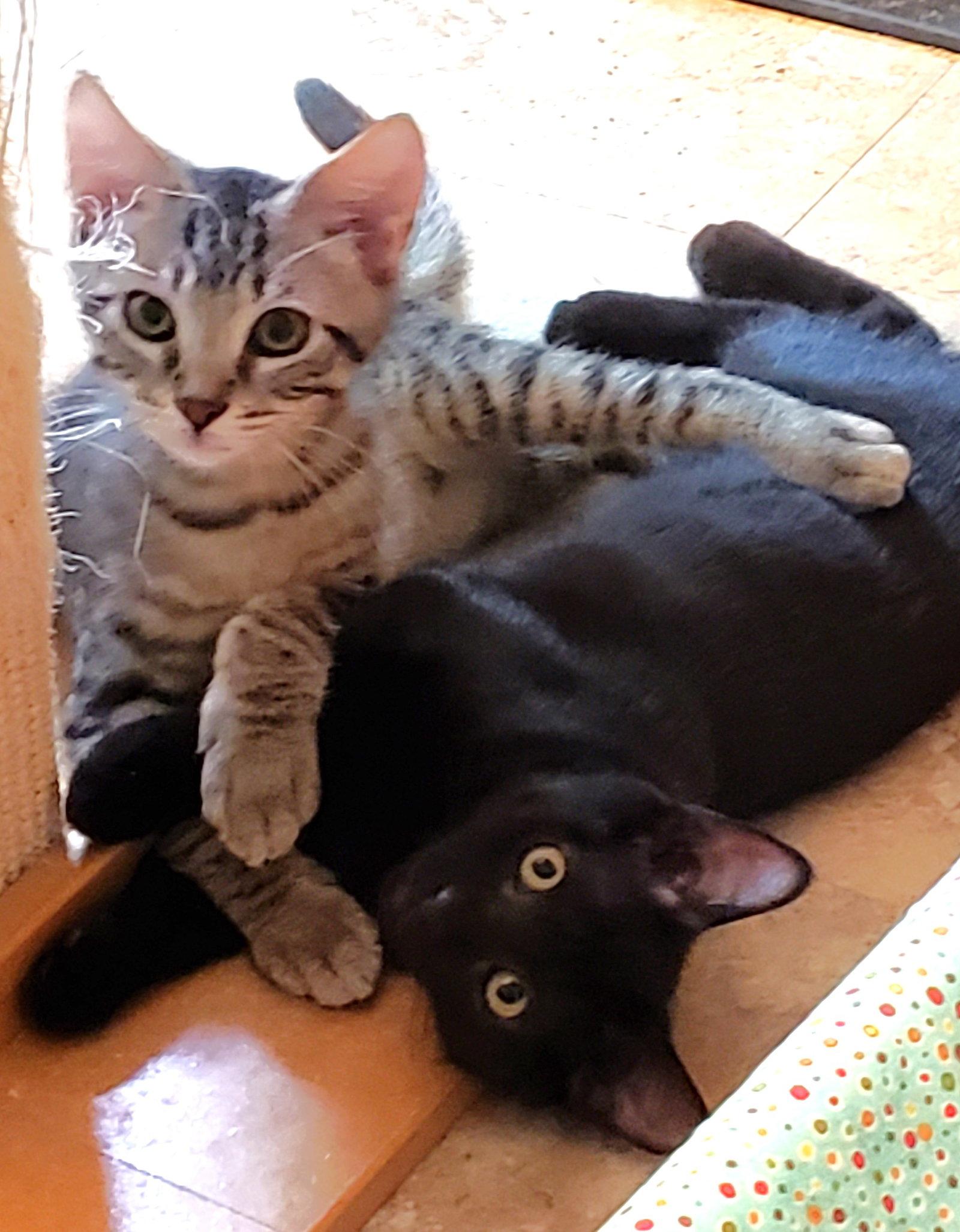 Enlarge Austin and Tori, a Adoptable Domestic Short Hair in Shawnee, KS image 3/3