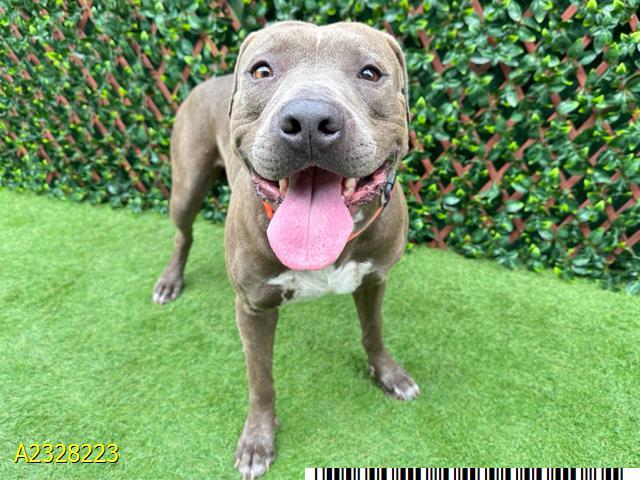 Enlarge WILLIAM, a Adoptable Mixed Breed in West Palm Beach, FL image 1/1