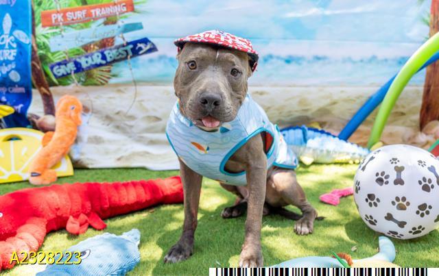 WILLIAM, Adoptable, Adult Male Mixed Breed.