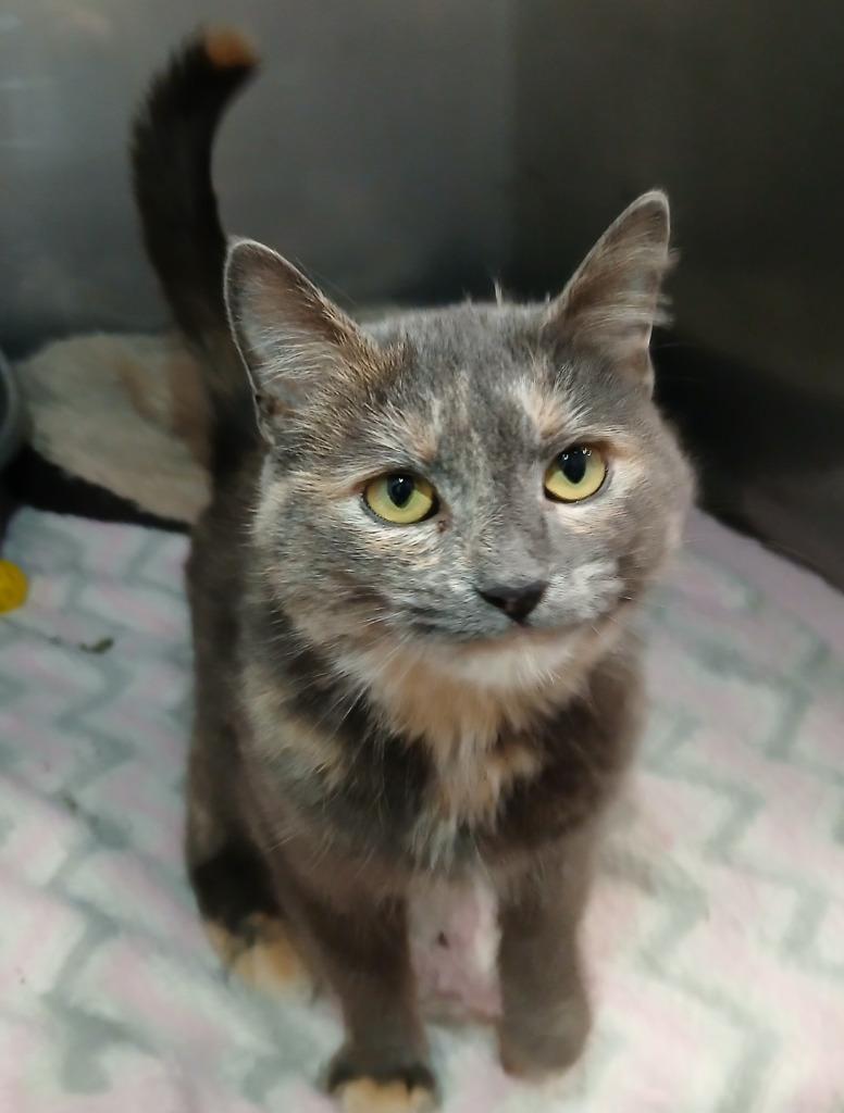 Enlarge Posey, a Adopted mixed breed in Ladysmith, WI image 2/5