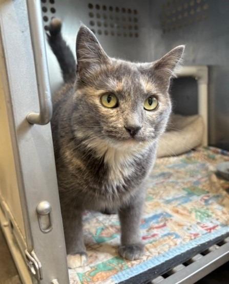 Enlarge Posey, a Adoptable mixed breed in Ladysmith, WI image 4/5