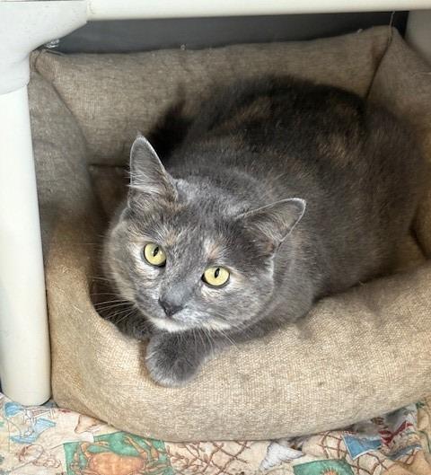 Enlarge Posey, a Adopted mixed breed in Ladysmith, WI image 4/5