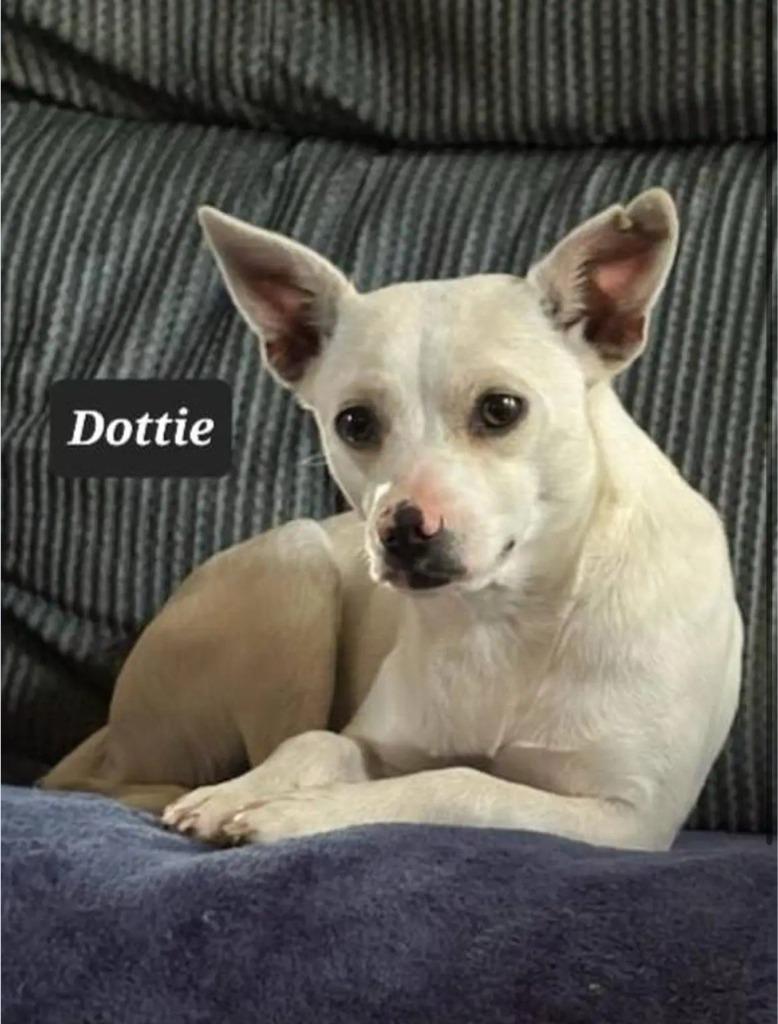 Dottie, Adoptable, Adult Female Chihuahua.