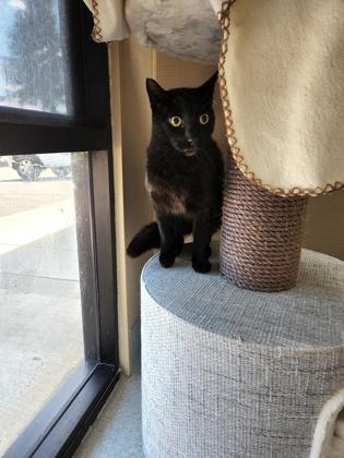 Vide, Adoptable, Adult Male Domestic Short Hair & Domestic Short Hair.