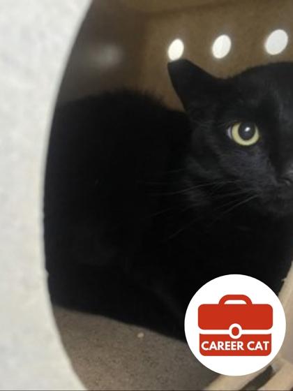Enlarge Vide, a Adoptable mixed breed in Roseville, CA image 2/3