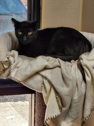 Enlarge Vide, a Adoptable mixed breed in Roseville, CA image 3/3