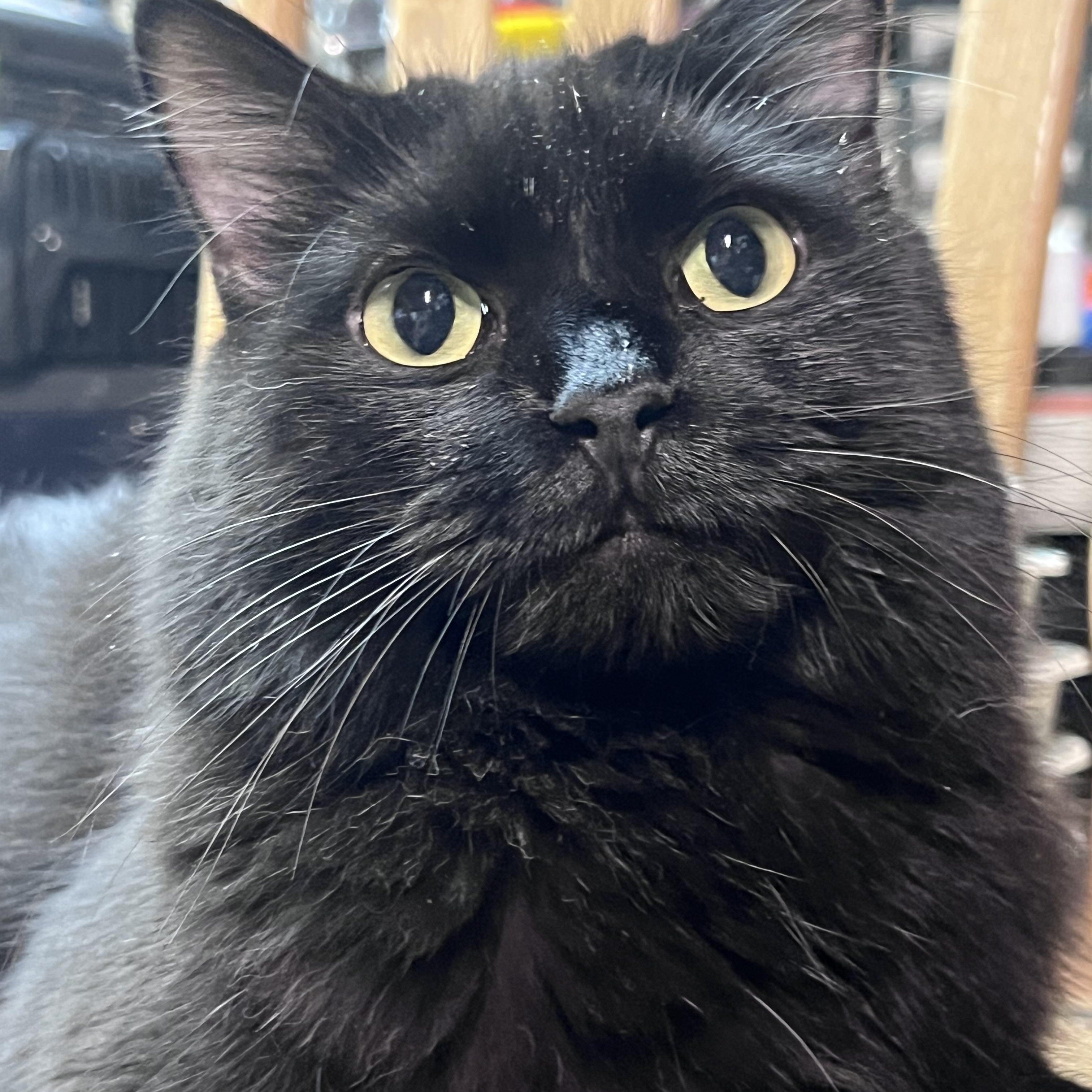 Bellatrix, Adoptable, Adult Female Domestic Medium Hair.