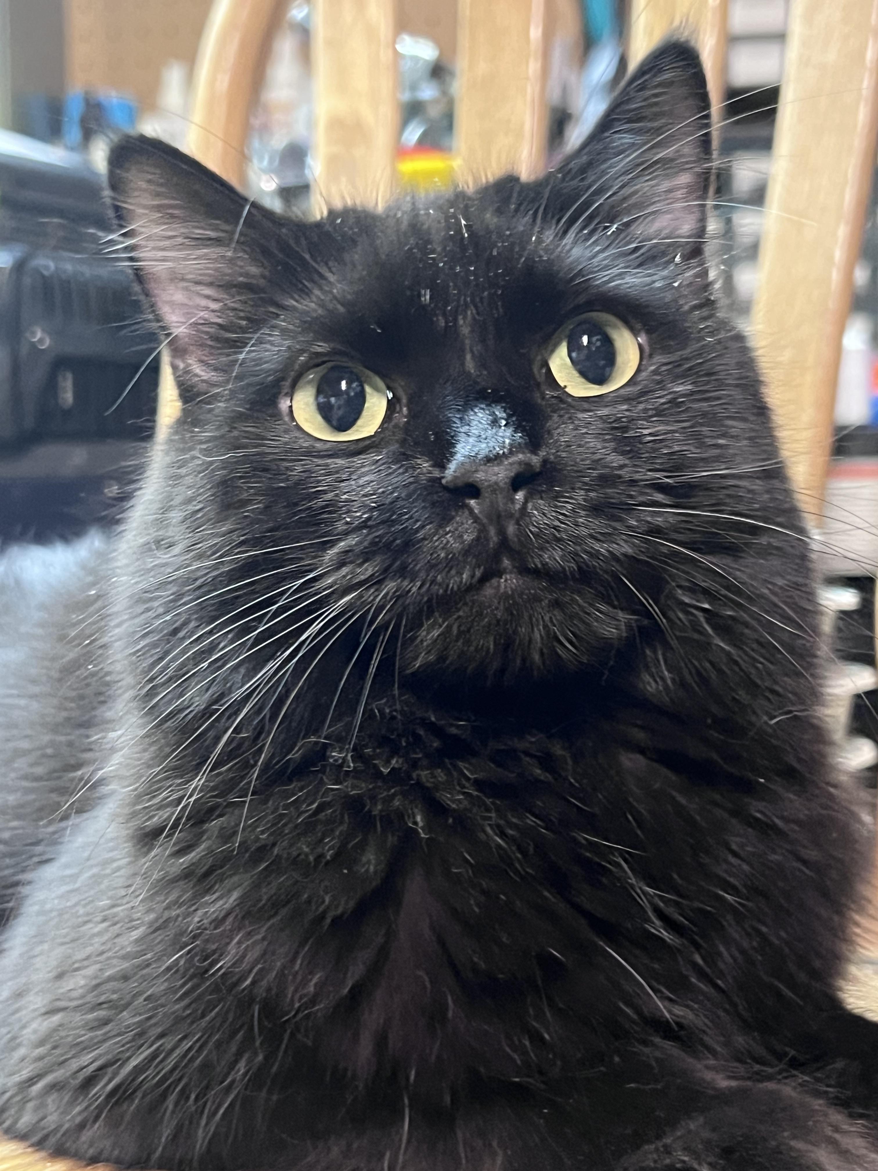 Bellatrix, an adoptable Domestic Medium Hair in Bridgeport, NE, 69336 | Photo Image 1