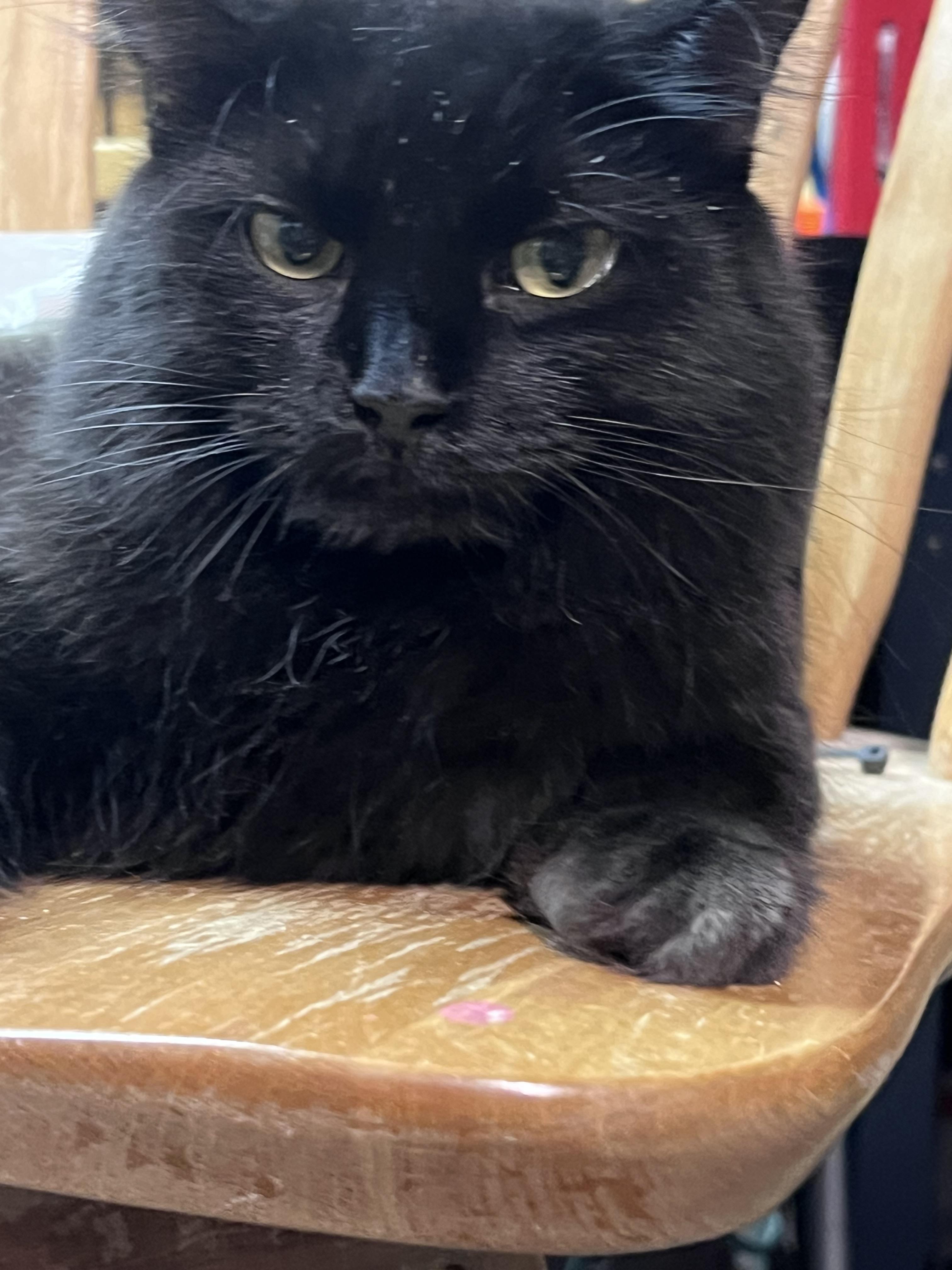 Bellatrix, an adoptable Domestic Medium Hair in Bridgeport, NE, 69336 | Photo Image 2