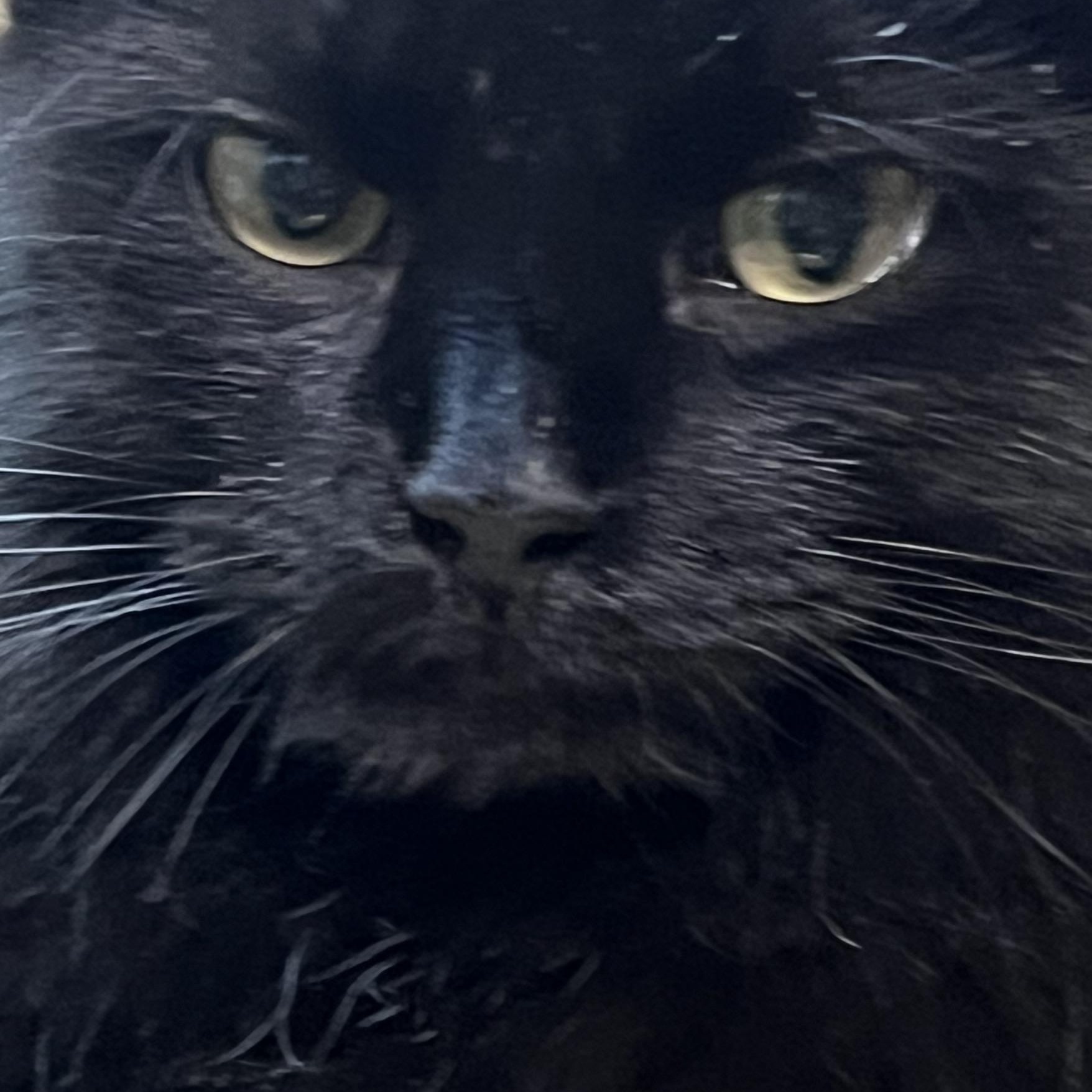 Bellatrix, a Adoptable Domestic Medium Hair in Bridgeport, NE image 2/3