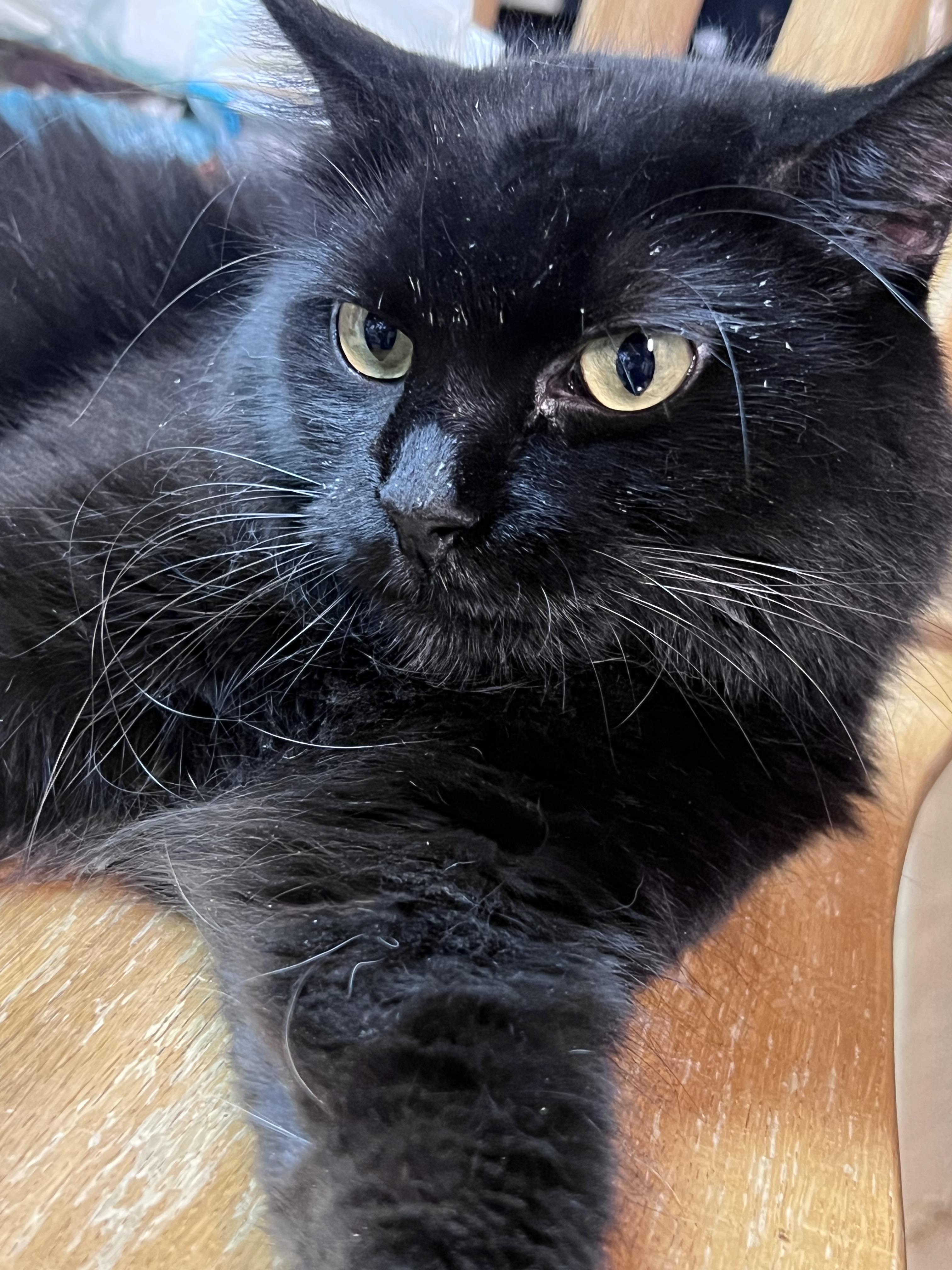 Bellatrix, an adoptable Domestic Medium Hair in Bridgeport, NE, 69336 | Photo Image 3