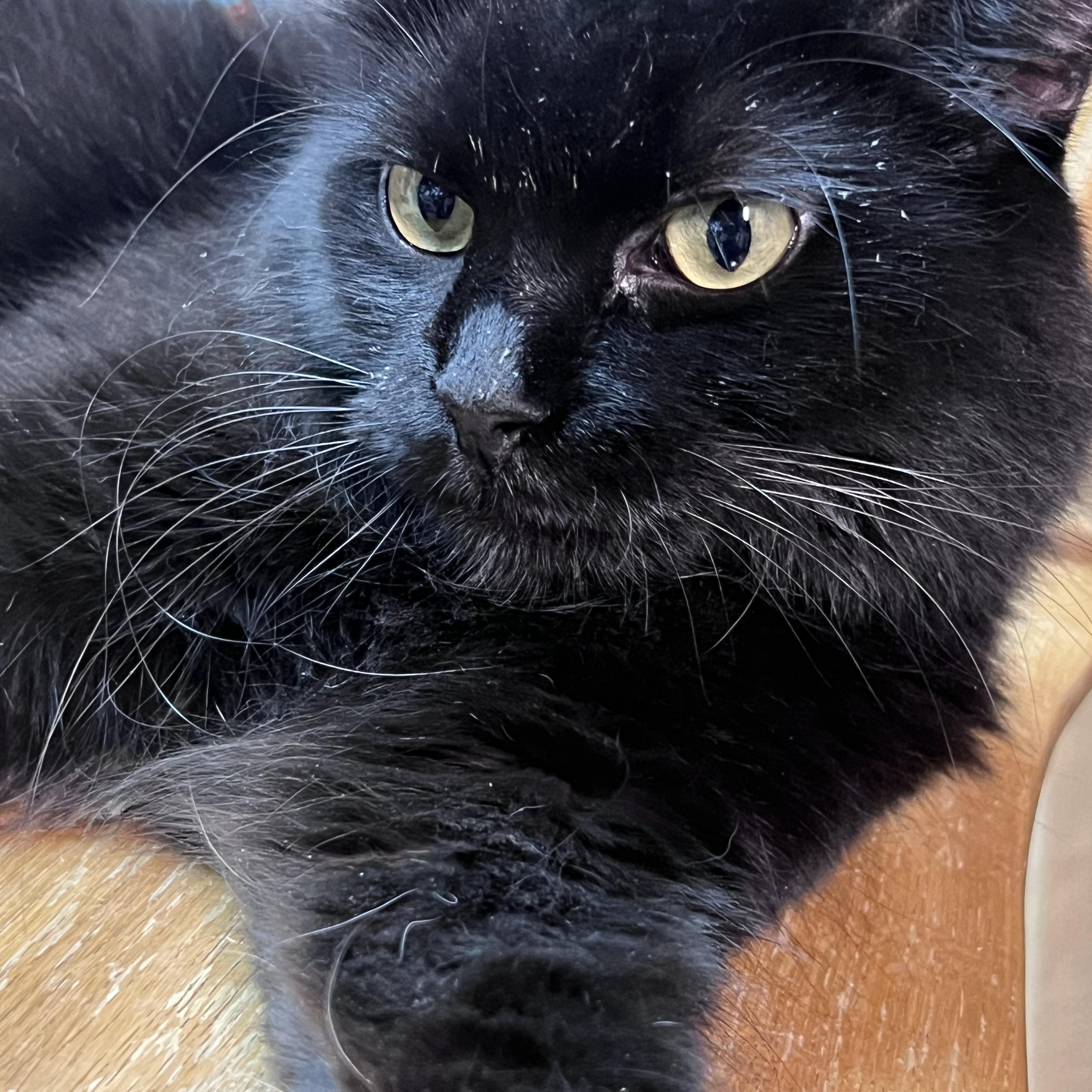 Bellatrix, a Adoptable Domestic Medium Hair in Bridgeport, NE image 3/3