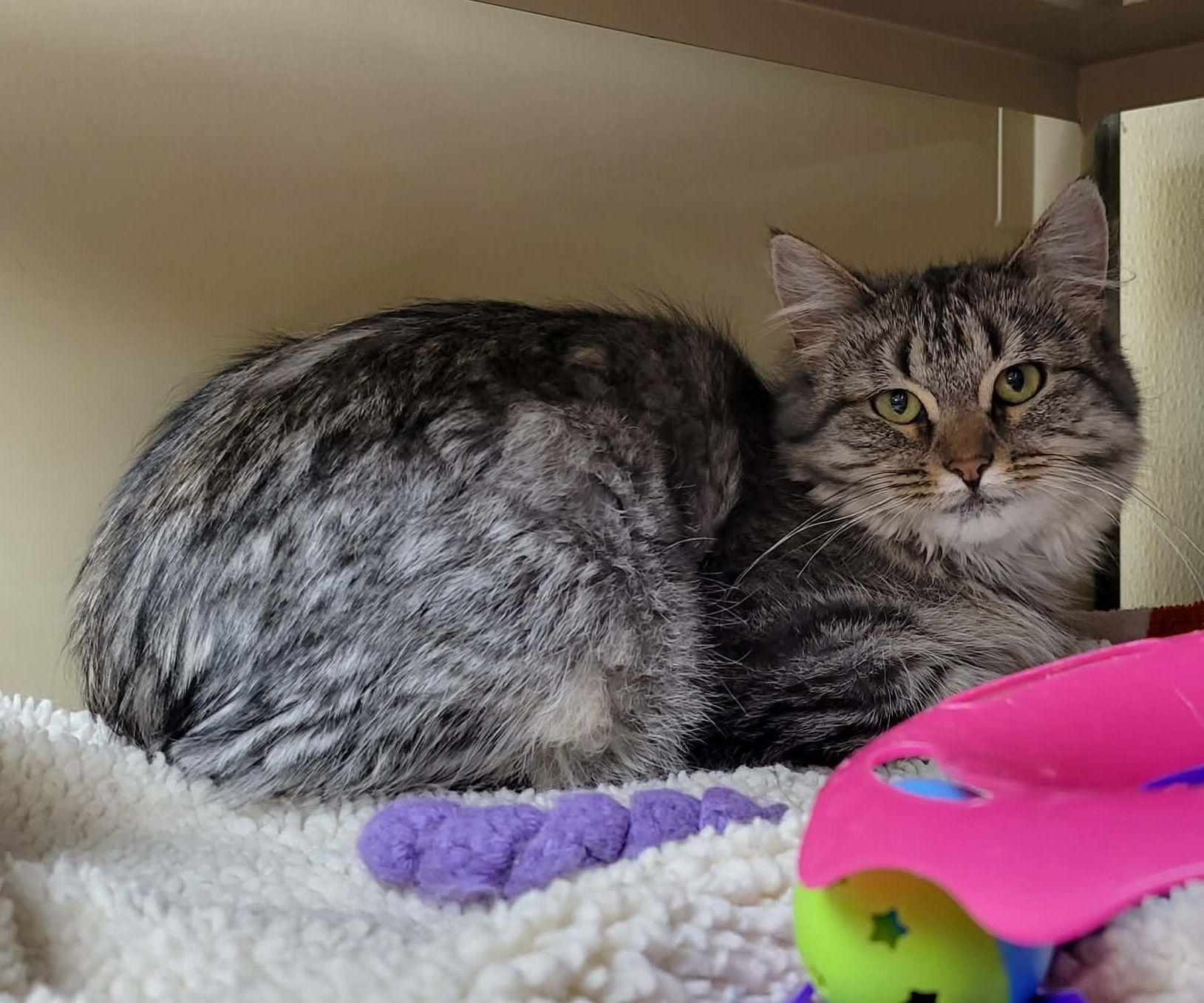 Pickertail, ADOPTABLE, Young Female Domestic Medium Hair.
