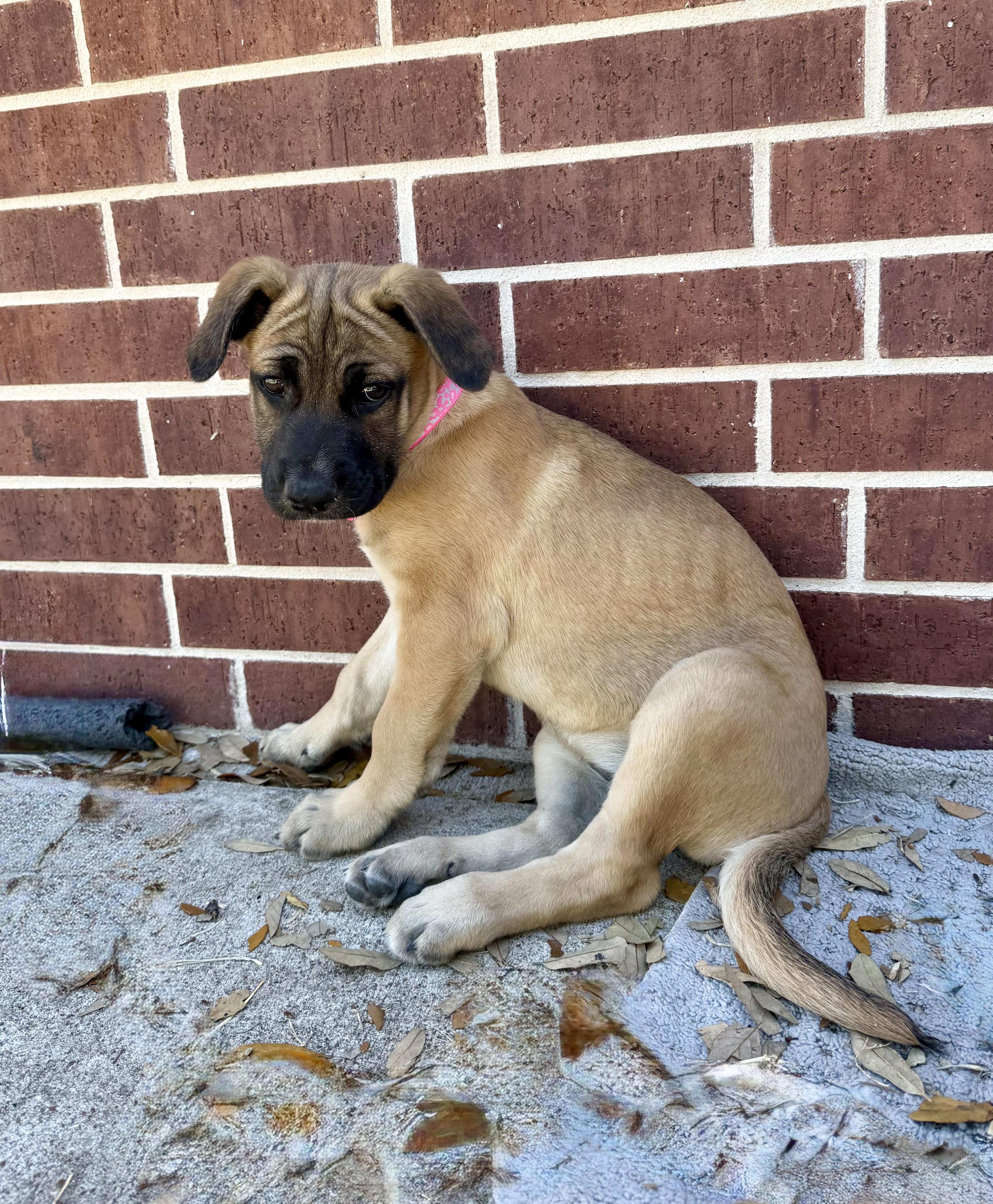 Enlarge Wilma, a Adoptable mixed breed in Houston, TX image 1/5