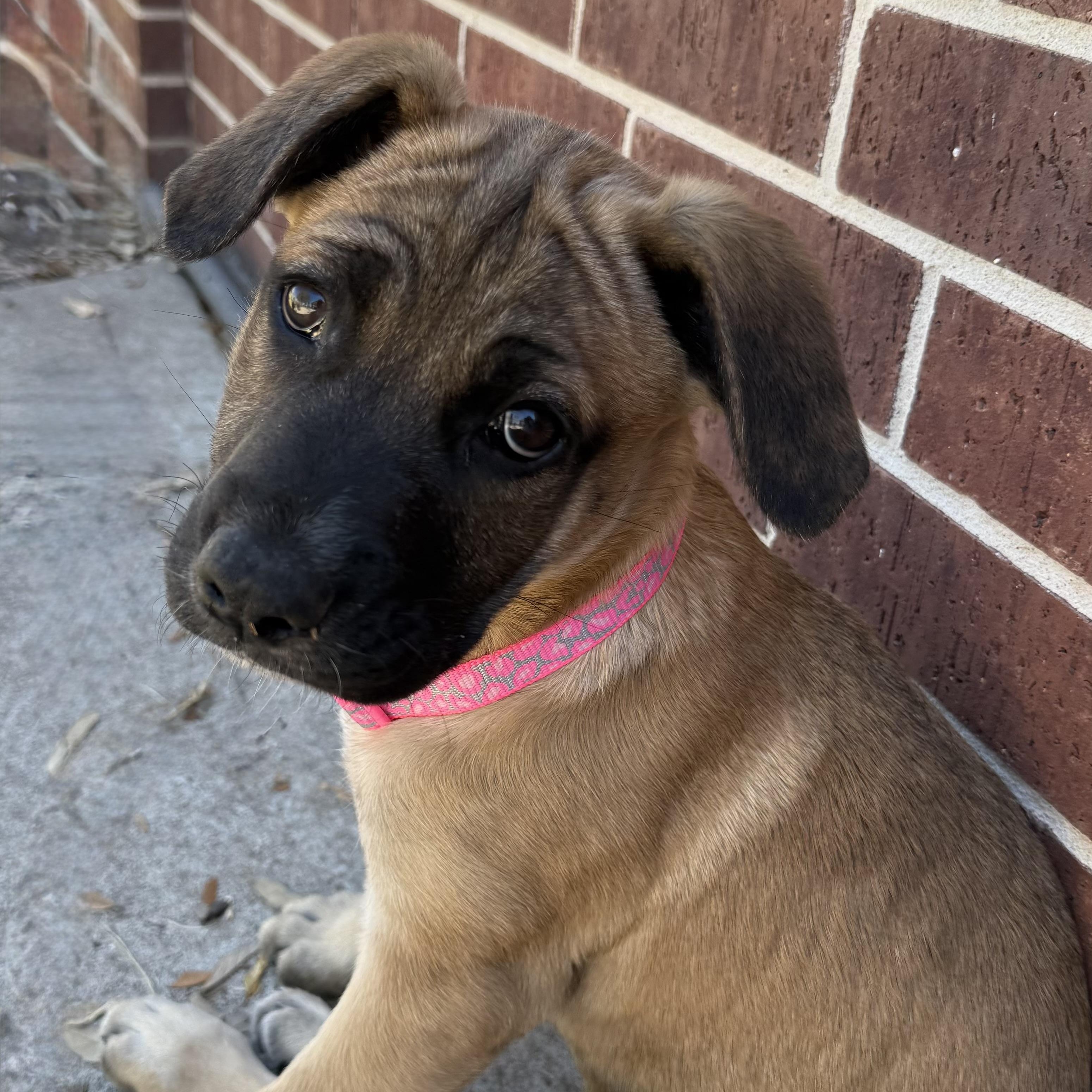 Enlarge Wilma, a Adoptable mixed breed in Houston, TX image 3/5