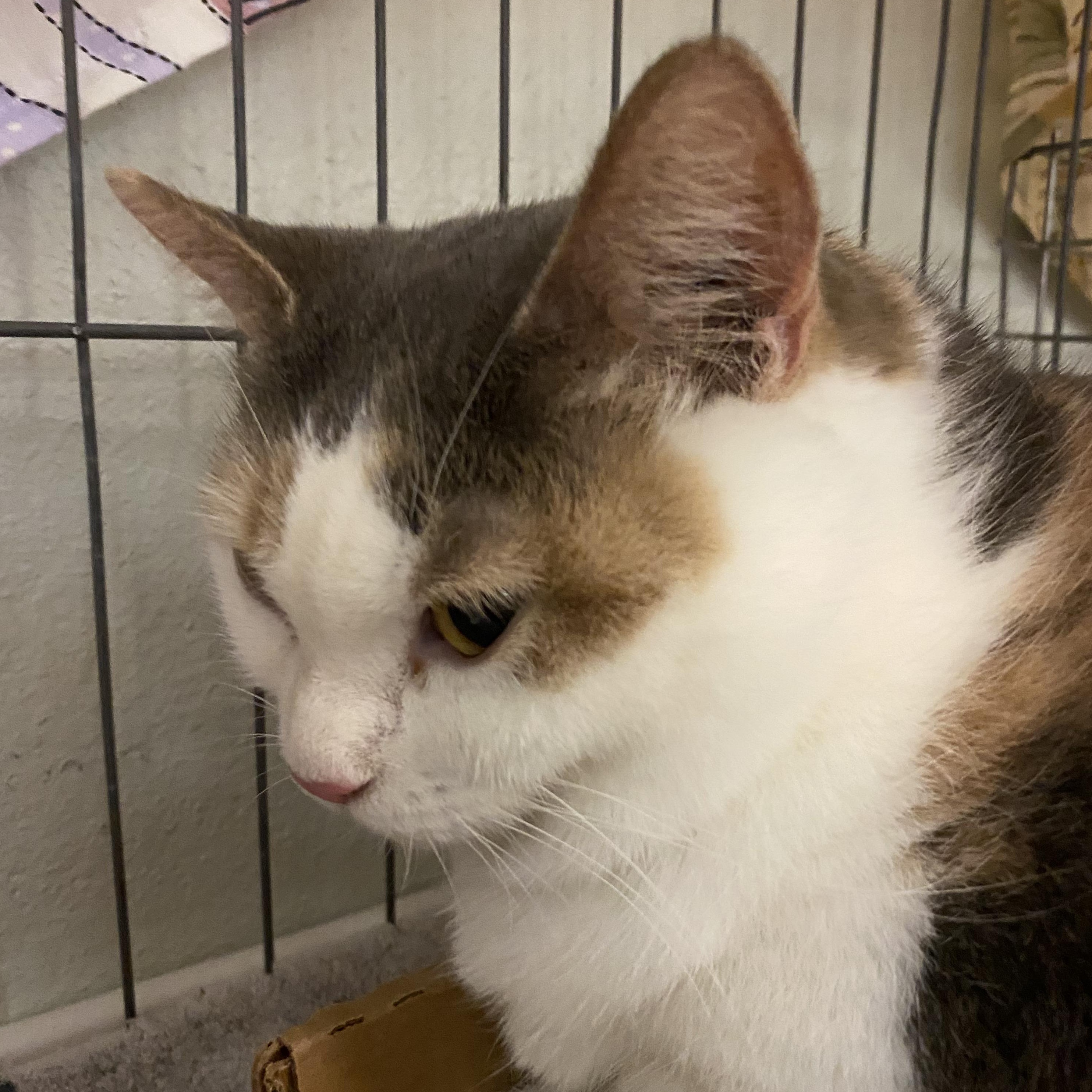 Enlarge Patty, a Adoptable Dilute Calico in Baltimore, MD image 4/4