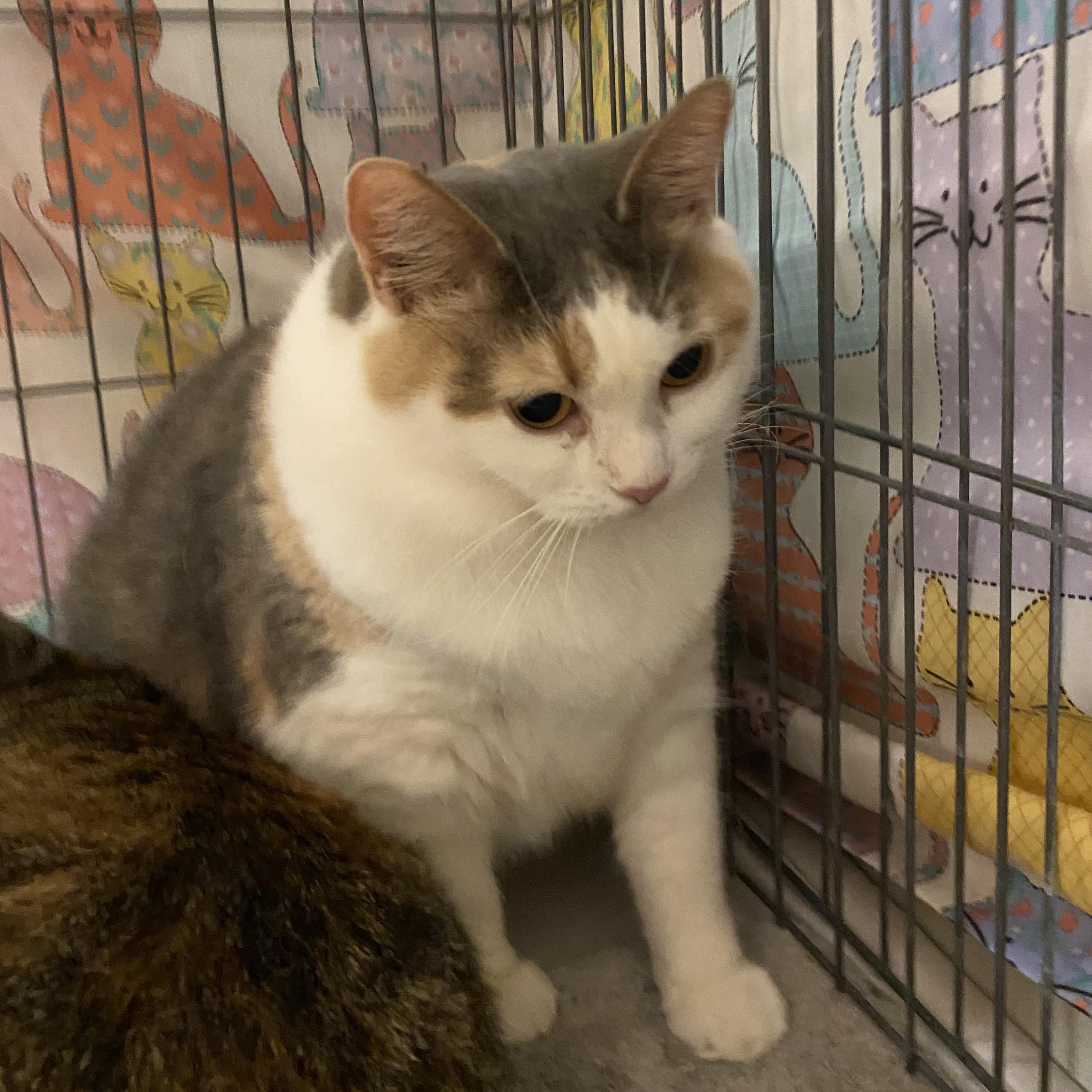 Enlarge Patty, a Adoptable Dilute Calico in Baltimore, MD image 3/4
