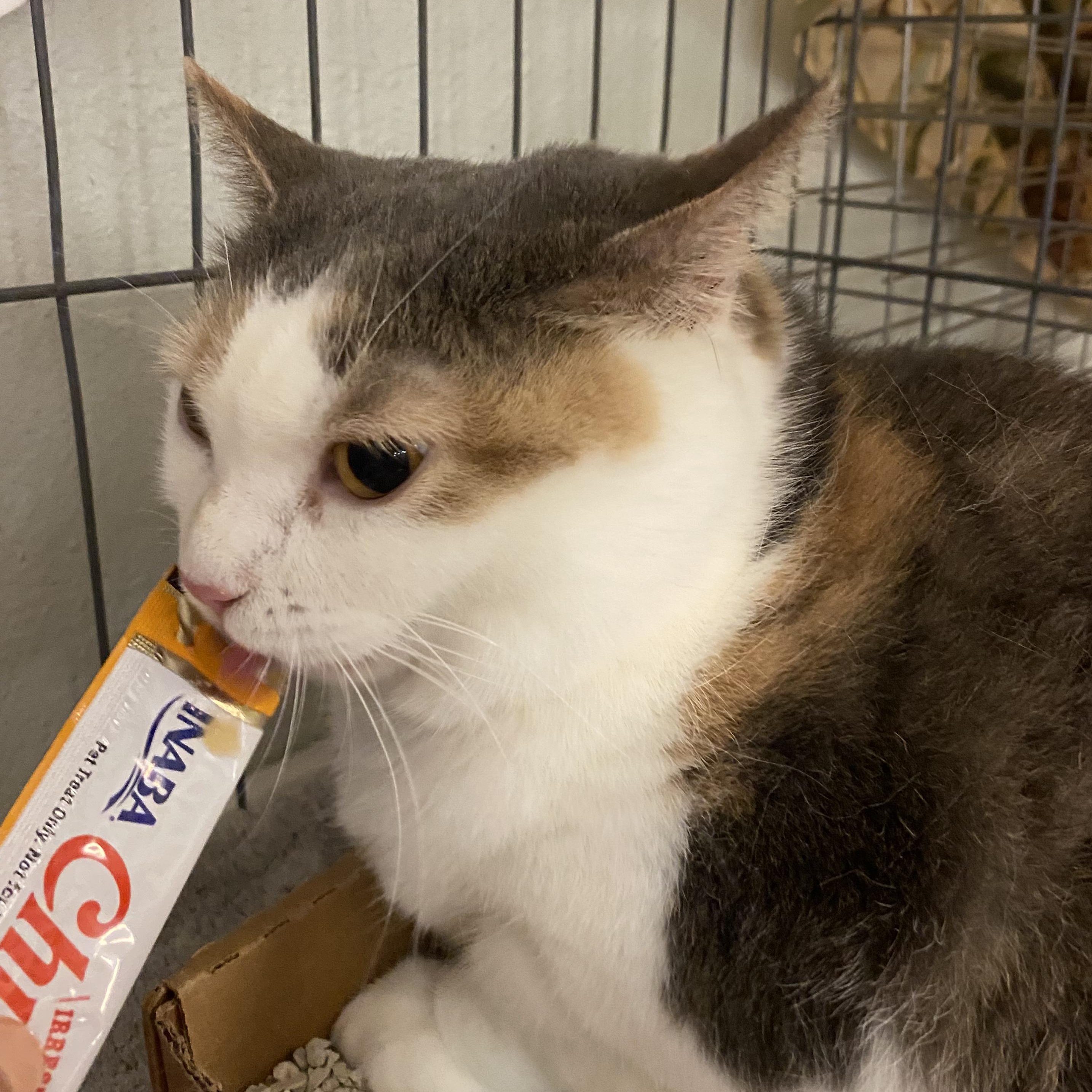Enlarge Patty, a Adoptable Dilute Calico in Baltimore, MD image 2/4