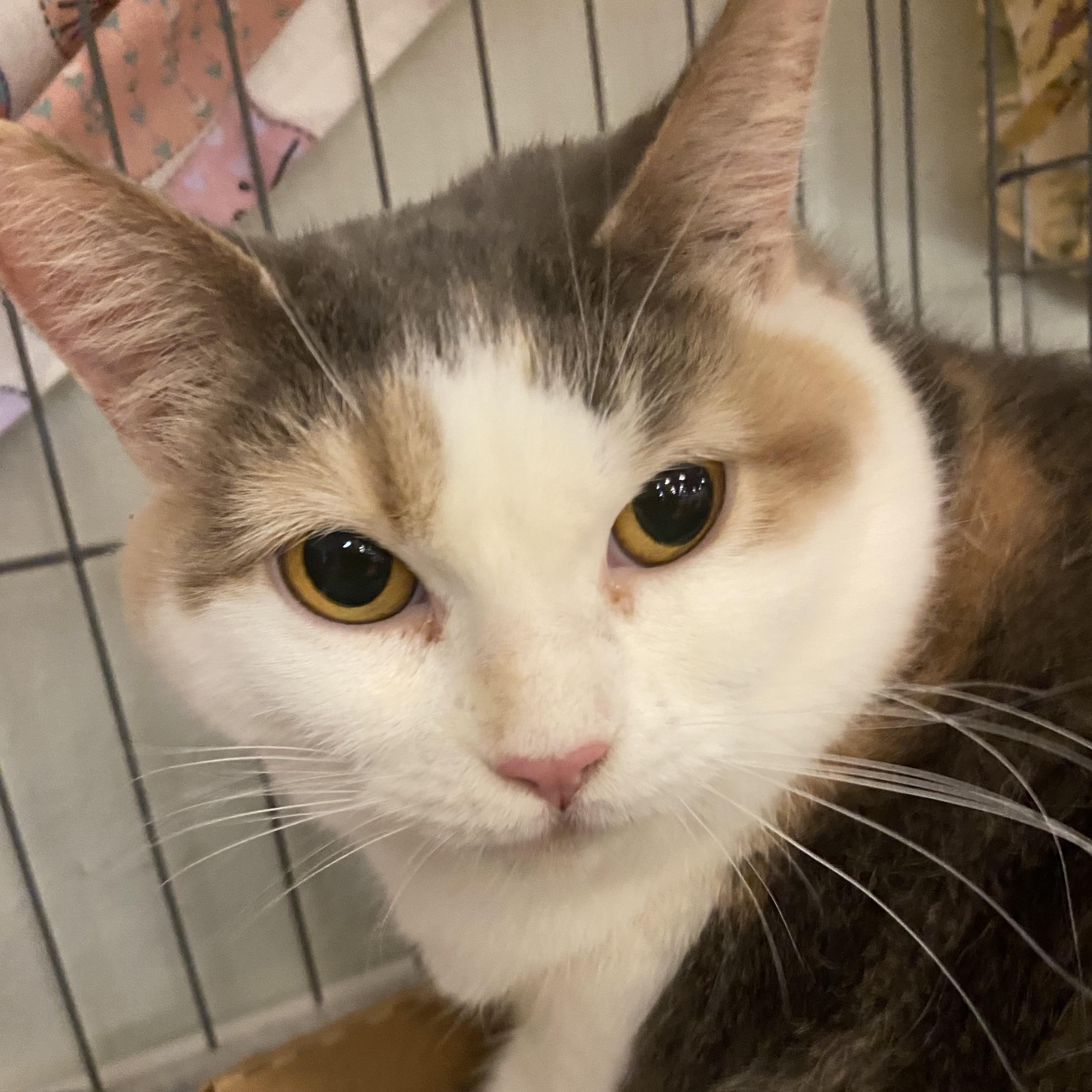 Patty, Adult Female Dilute Calico