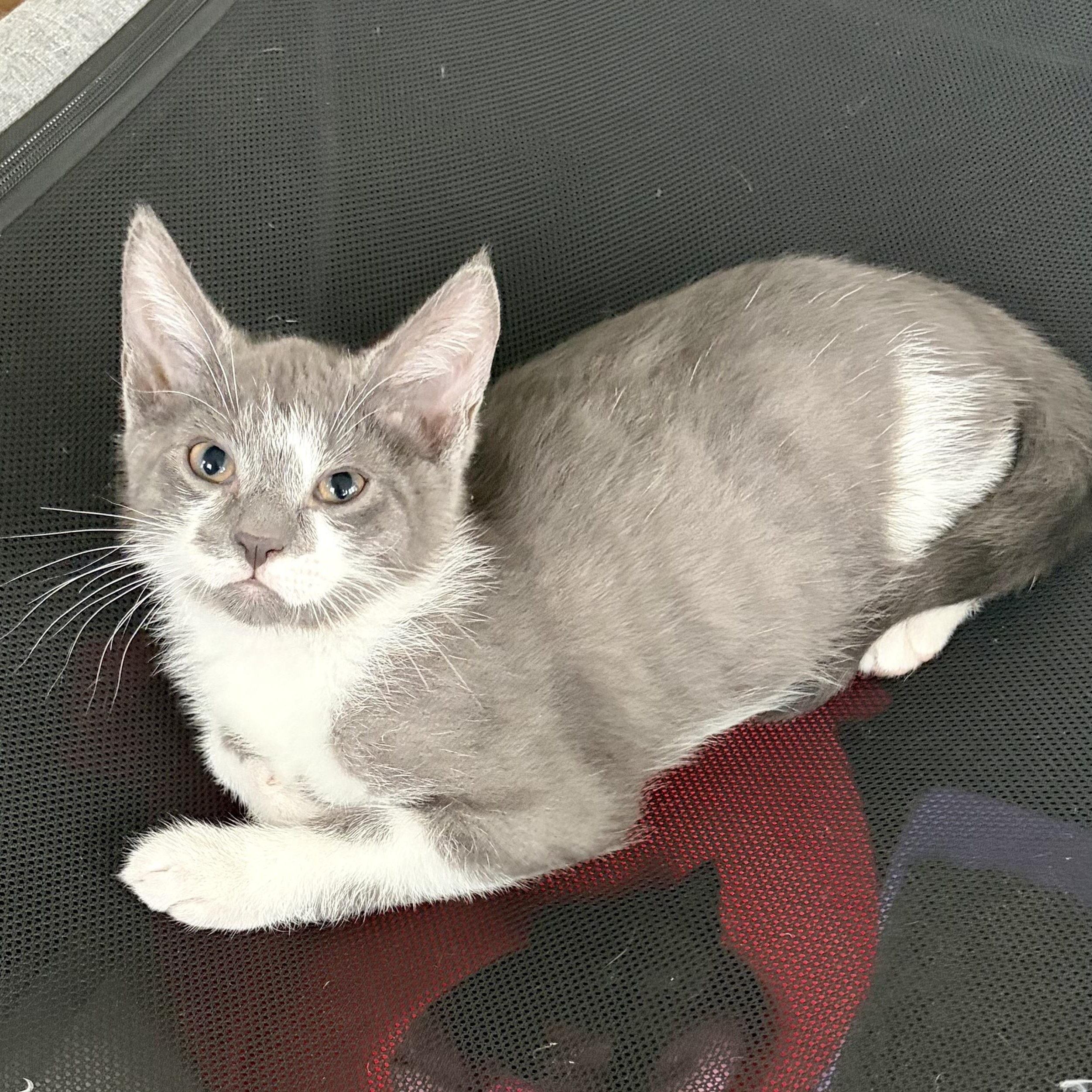 Sheldon, Adoptable, Kitten Male Domestic Short Hair & Tuxedo.