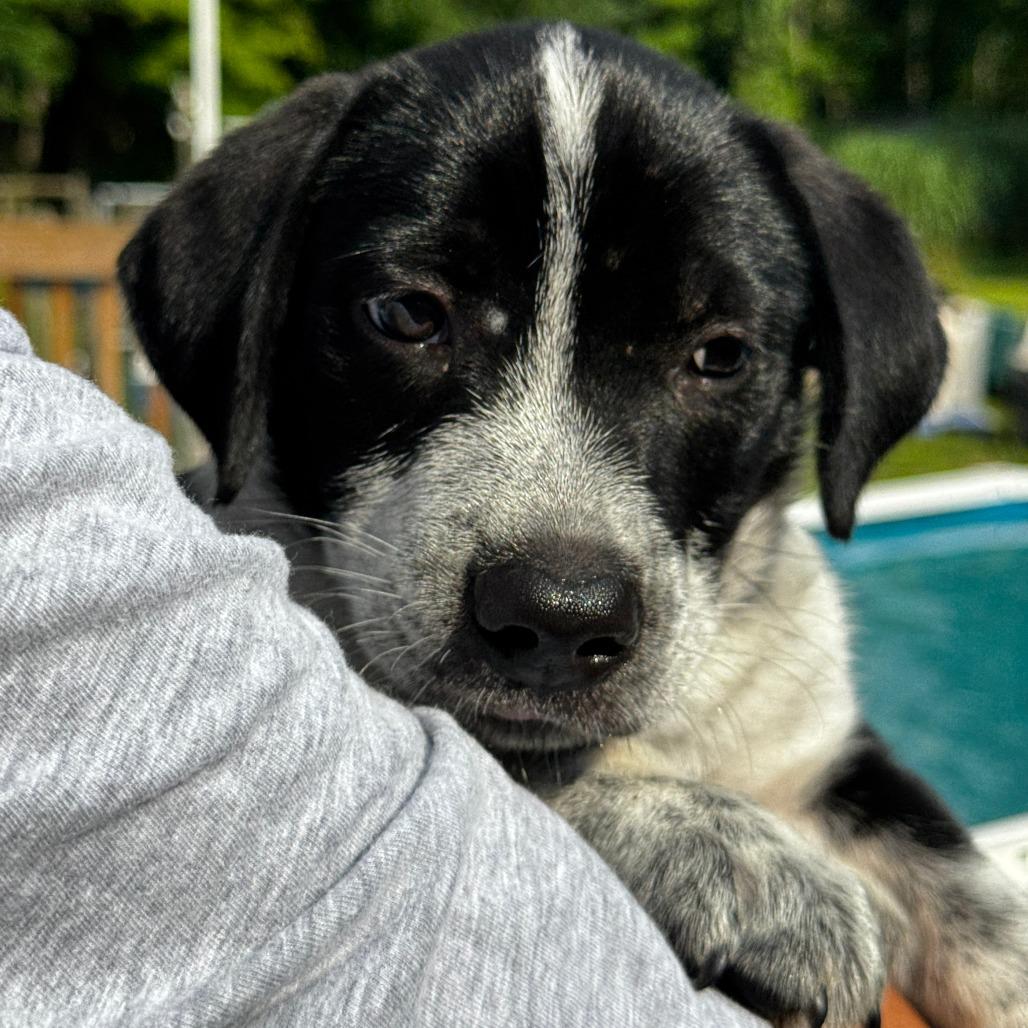 Enlarge NY Levi Jul 25 (4H Putnam County Fair Carmel NY), a Adoptable mixed breed in Stormville, NY image 1/4