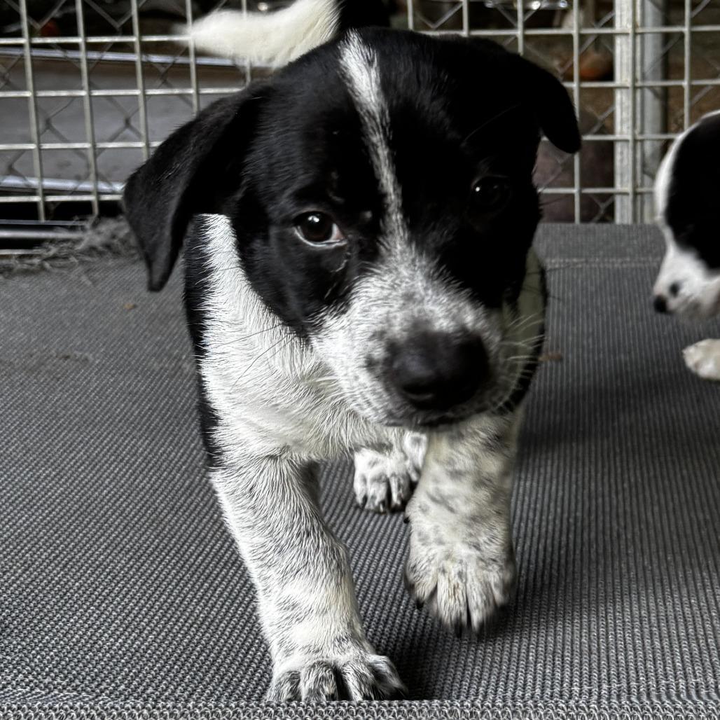 Enlarge NY Levi Jul 25 (4H Putnam County Fair Carmel NY), a Adoptable mixed breed in Stormville, NY image 3/4