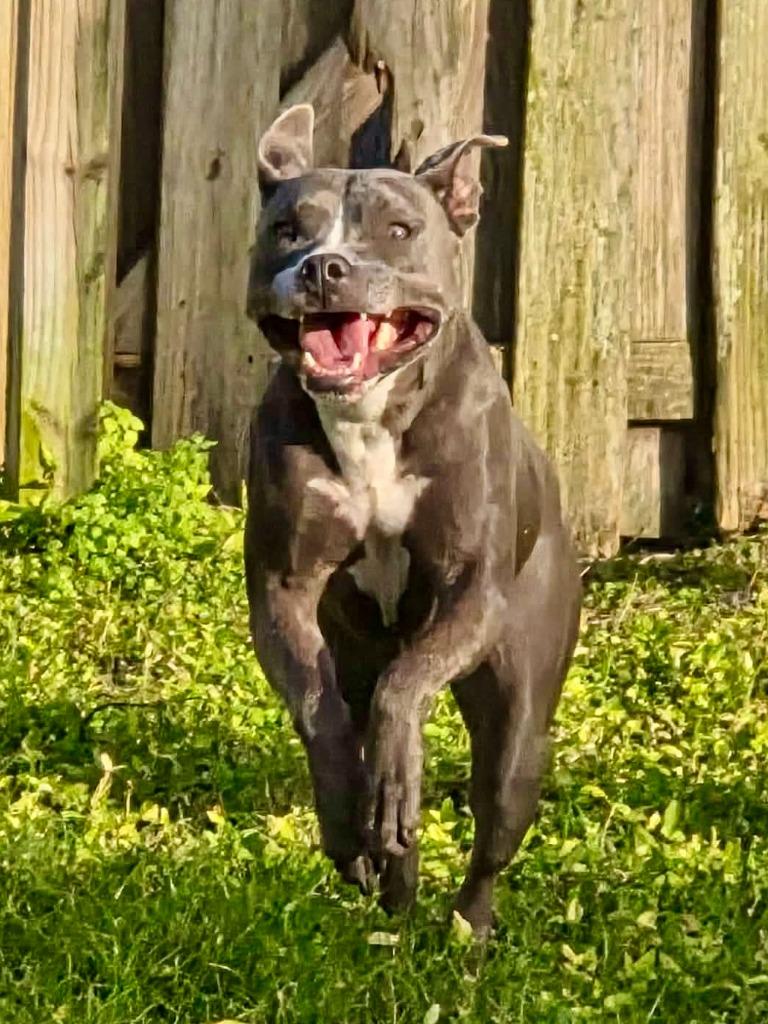 Menchie, a Adoptable mixed breed in Sebastian, FL image 2/6