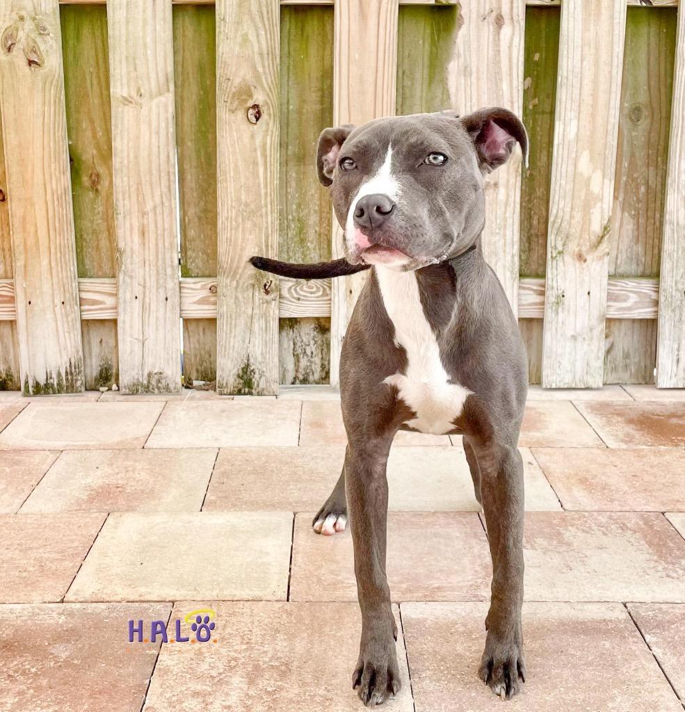 Menchie, a Adoptable mixed breed in Sebastian, FL image 3/6