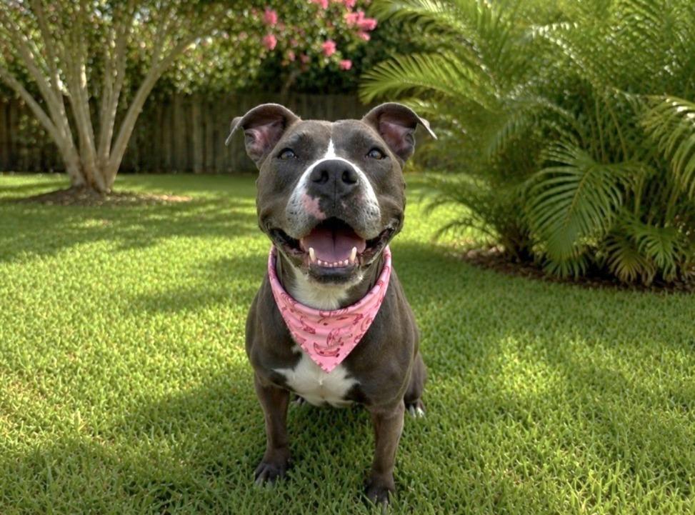 Enlarge Menchie, a Adoptable mixed breed in Sebastian, FL image 5/6
