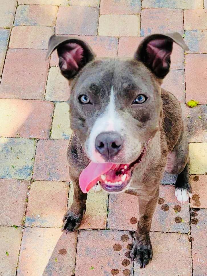 Menchie, a Adoptable mixed breed in Sebastian, FL image 5/6