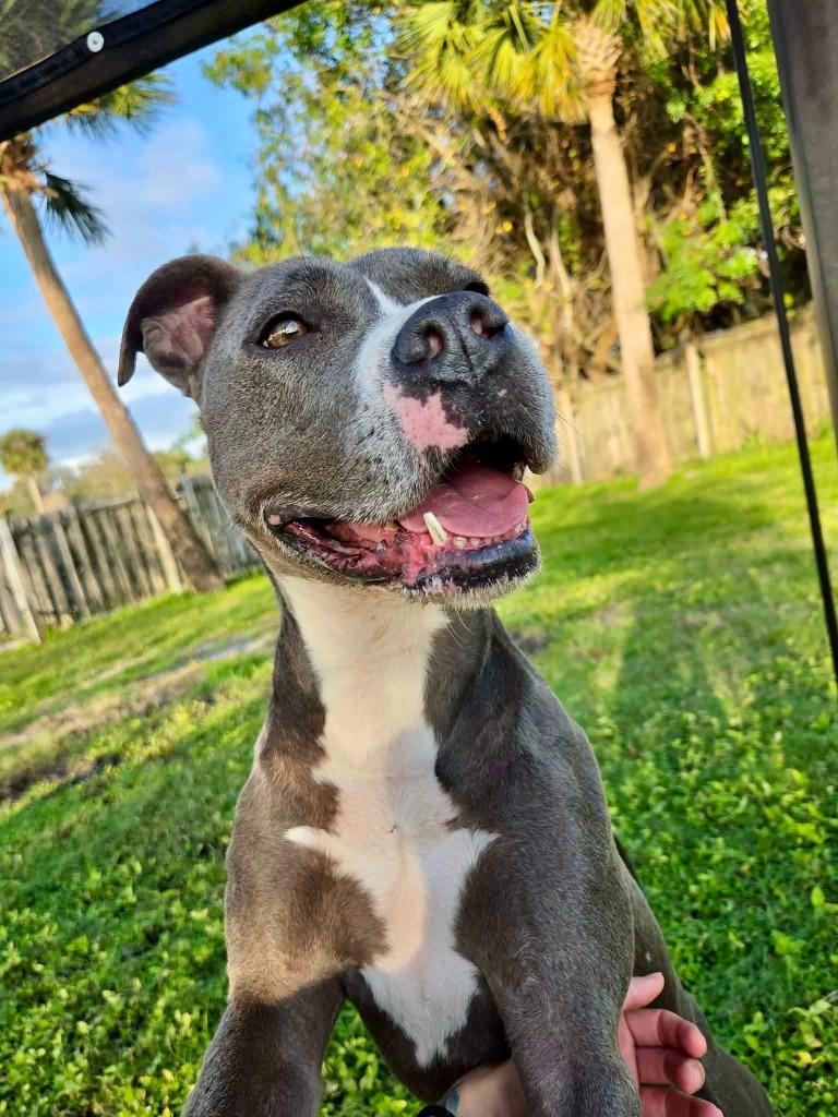 Menchie, a Adoptable mixed breed in Sebastian, FL image 6/6