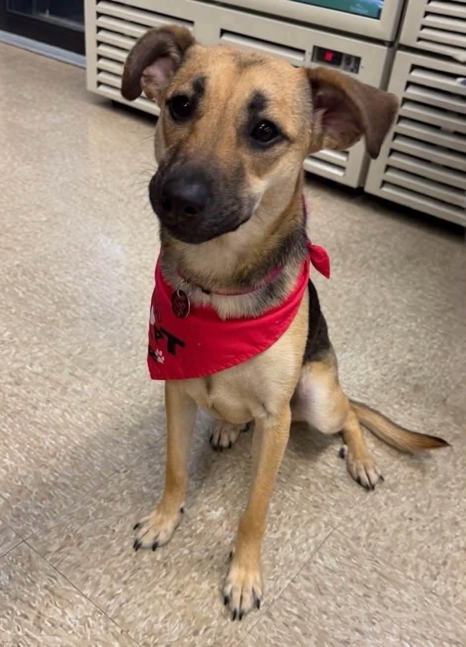 Nancy, adoptable, Young Female Shepherd.