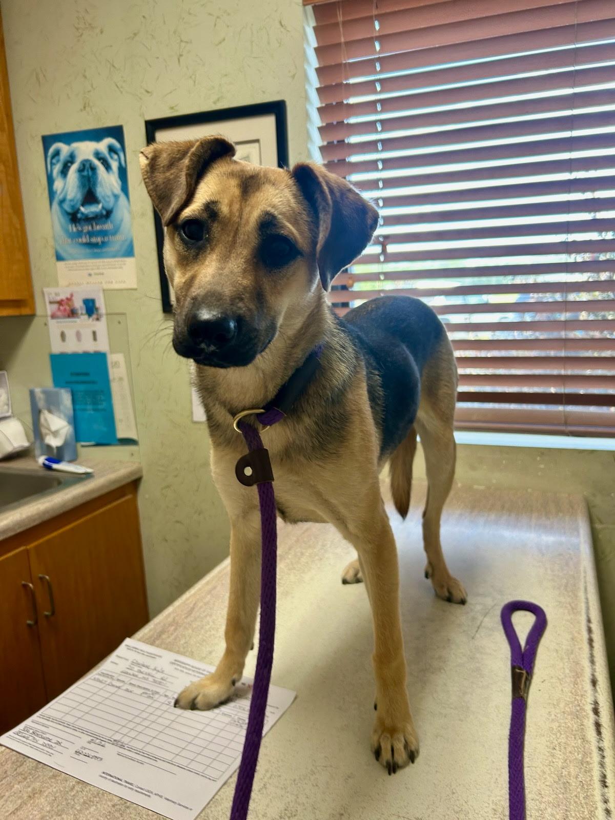 Enlarge Nancy, an adopted mixed breed in Toms River, NJ image 1/1