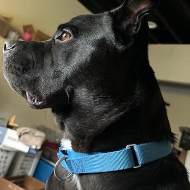 Koe, Adult Male Pit Bull Terrier