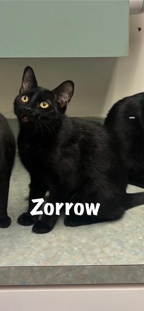 Zorro