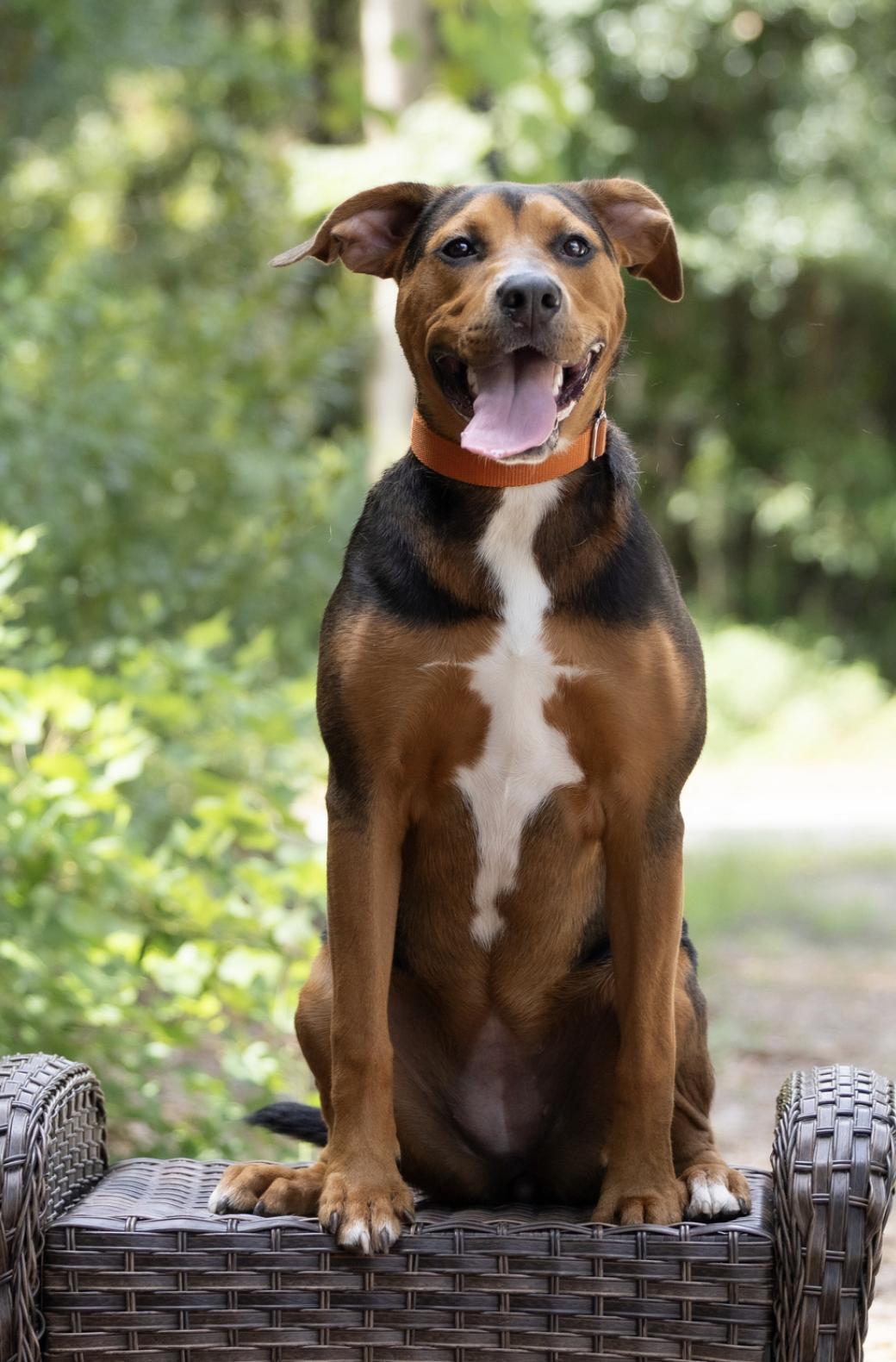 Enlarge Coco, a Adoptable mixed breed in Pawleys Island, SC image 3/3