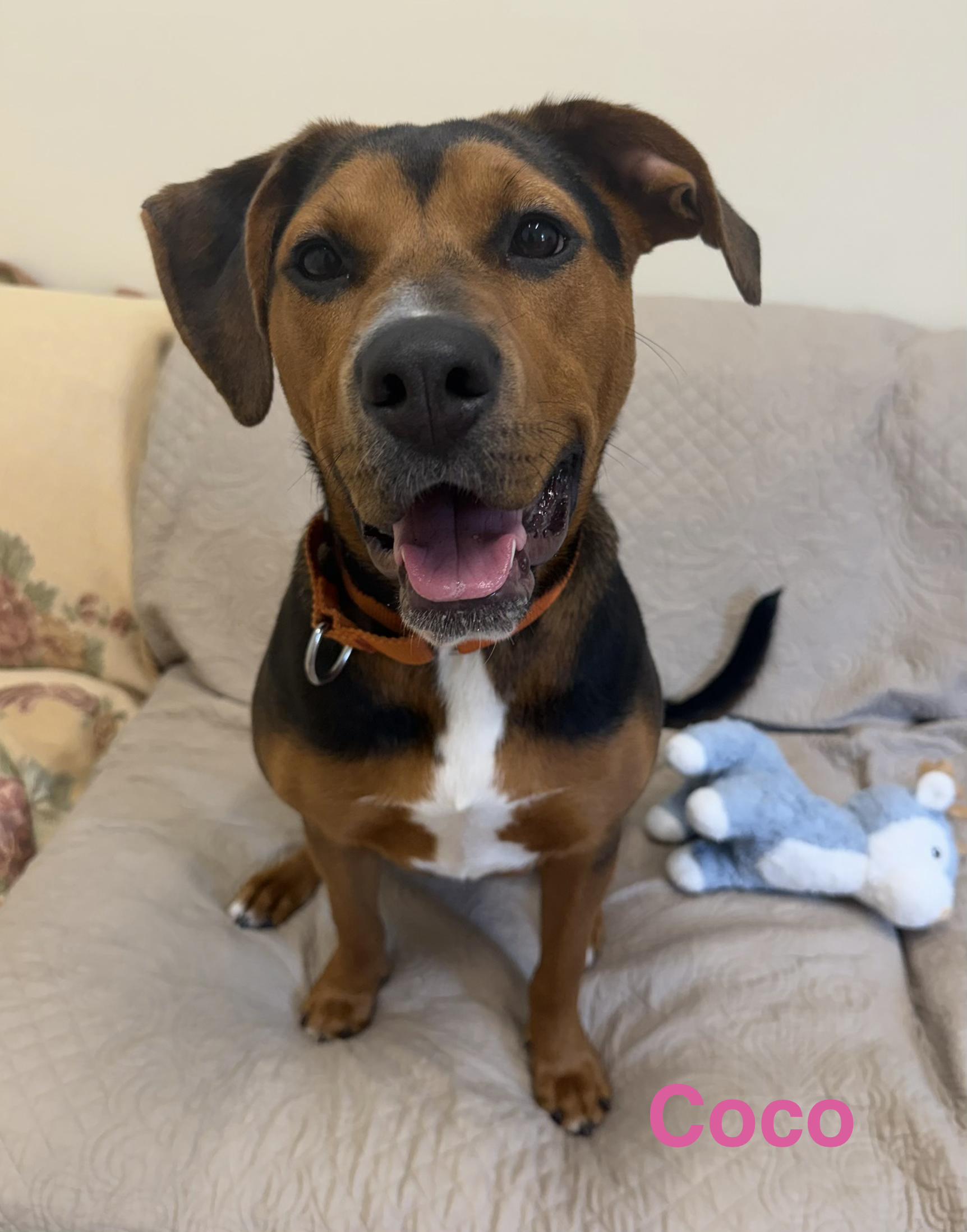 Enlarge Coco, a Adoptable mixed breed in Pawleys Island, SC image 2/3