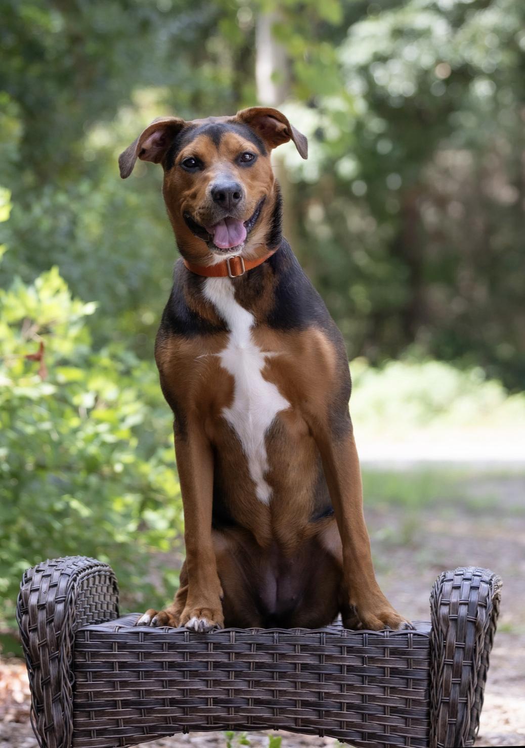 Coco, Adoptable, Puppy Female Rottweiler.