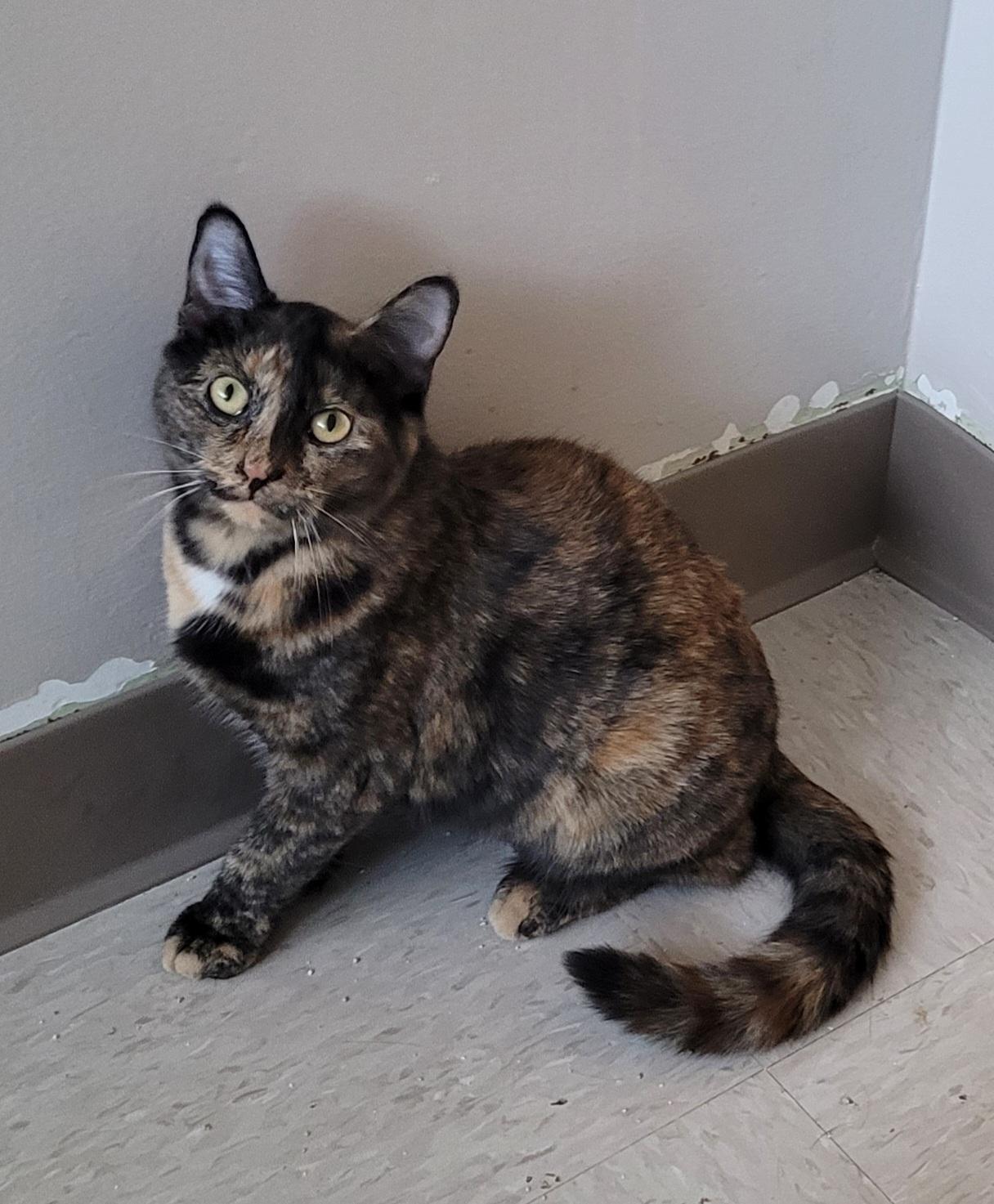 Sammi, Adoptable, Kitten Female Tortoiseshell.