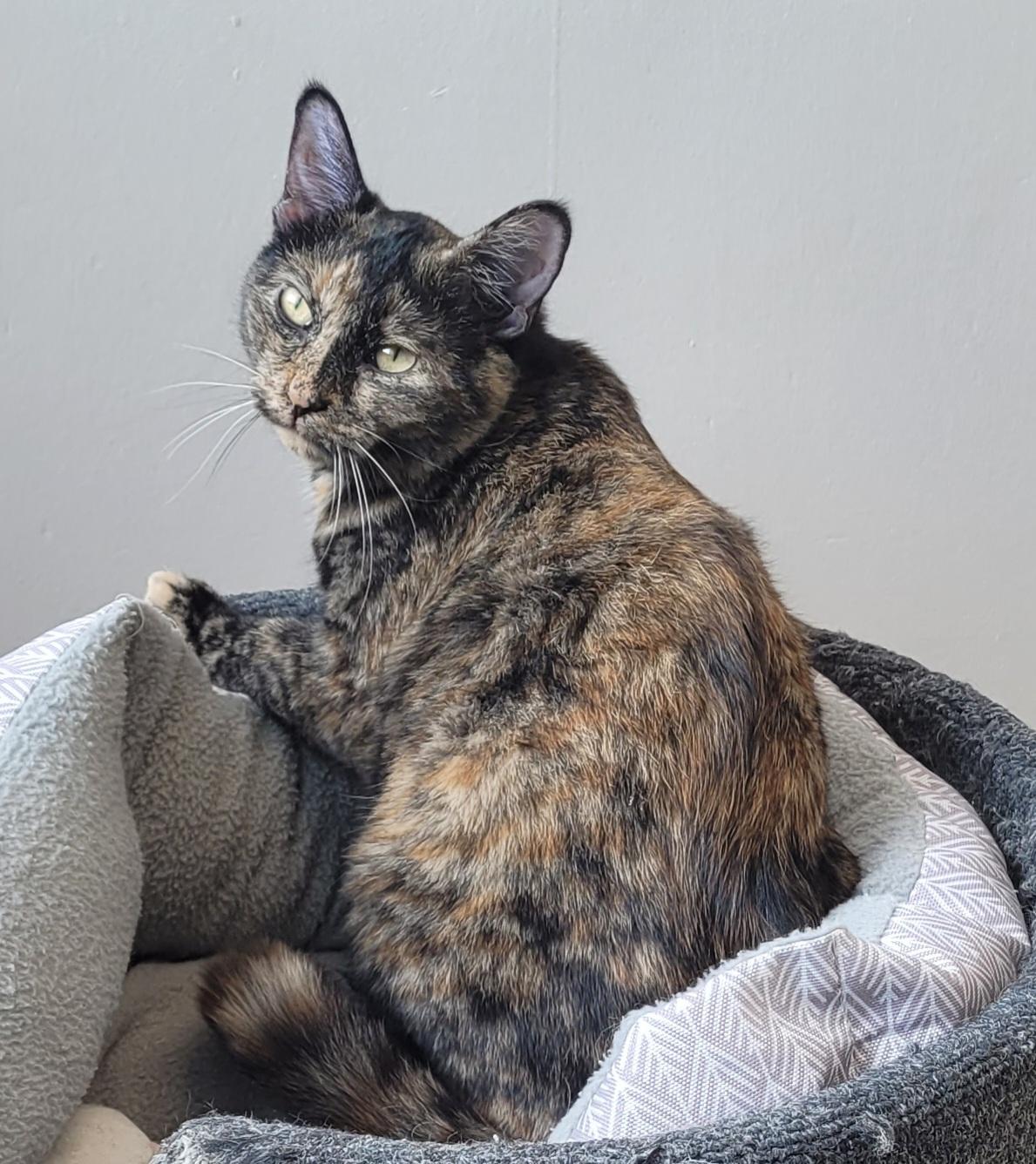 Sammi, a Adoptable mixed breed in Shelbyville, TN image 2/5